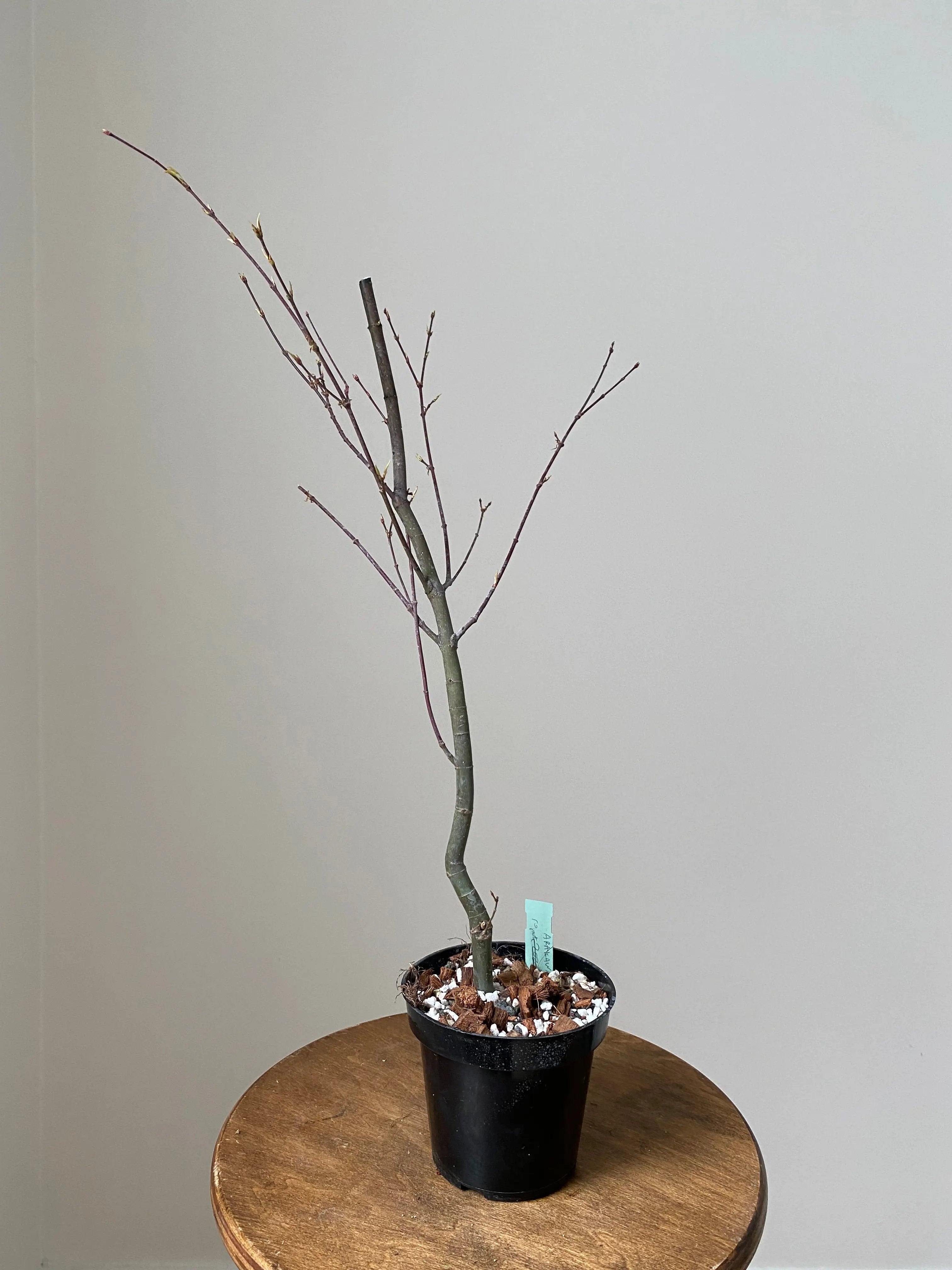 Japanese Maple 'Arakawa' Canada Bonsai