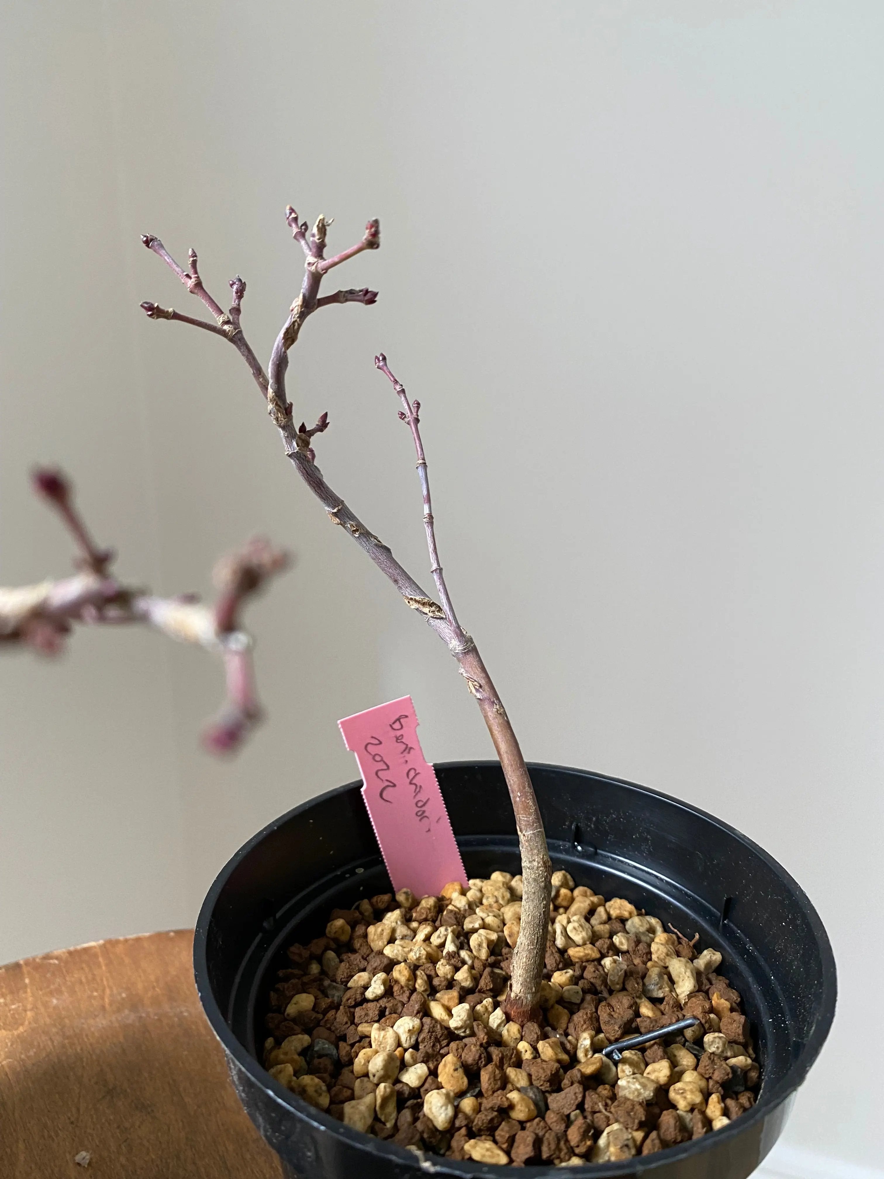 Japanese Maple 'Beni Chidori' Canada Bonsai