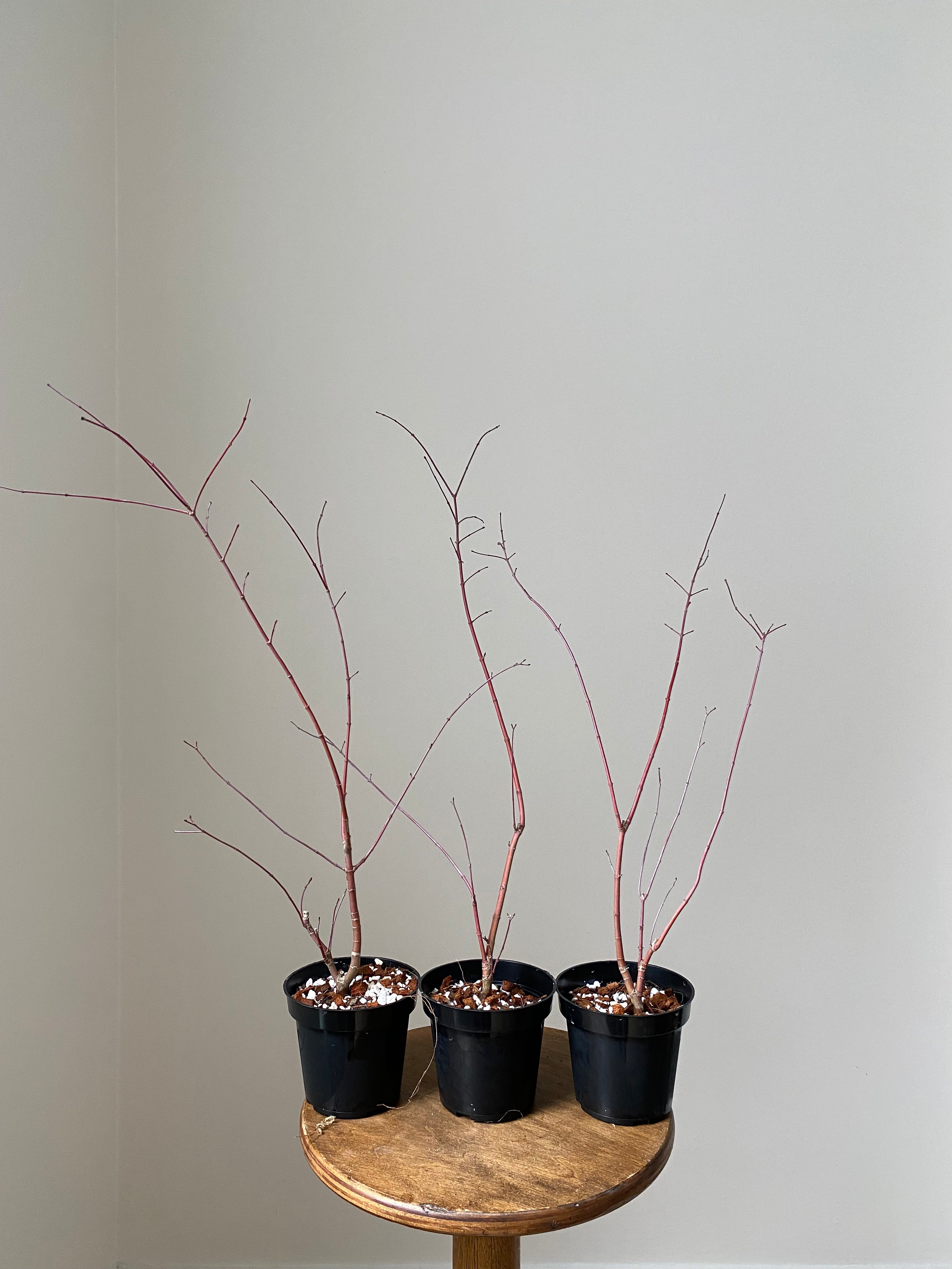 Acer palmatum 'Deshojo' (1 unit) (2026)
