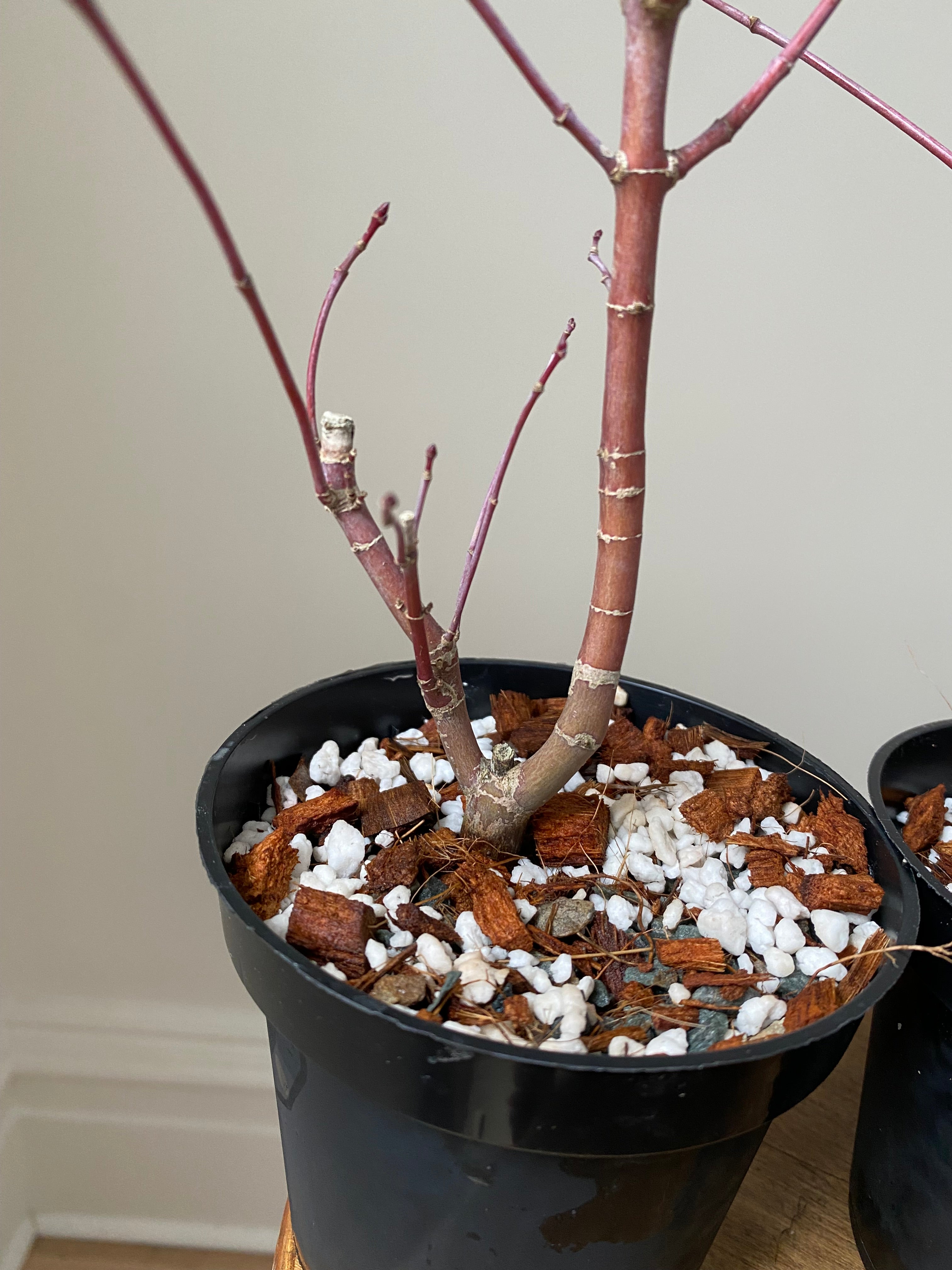 Acer palmatum 'Deshojo' (1 unit) (2026)