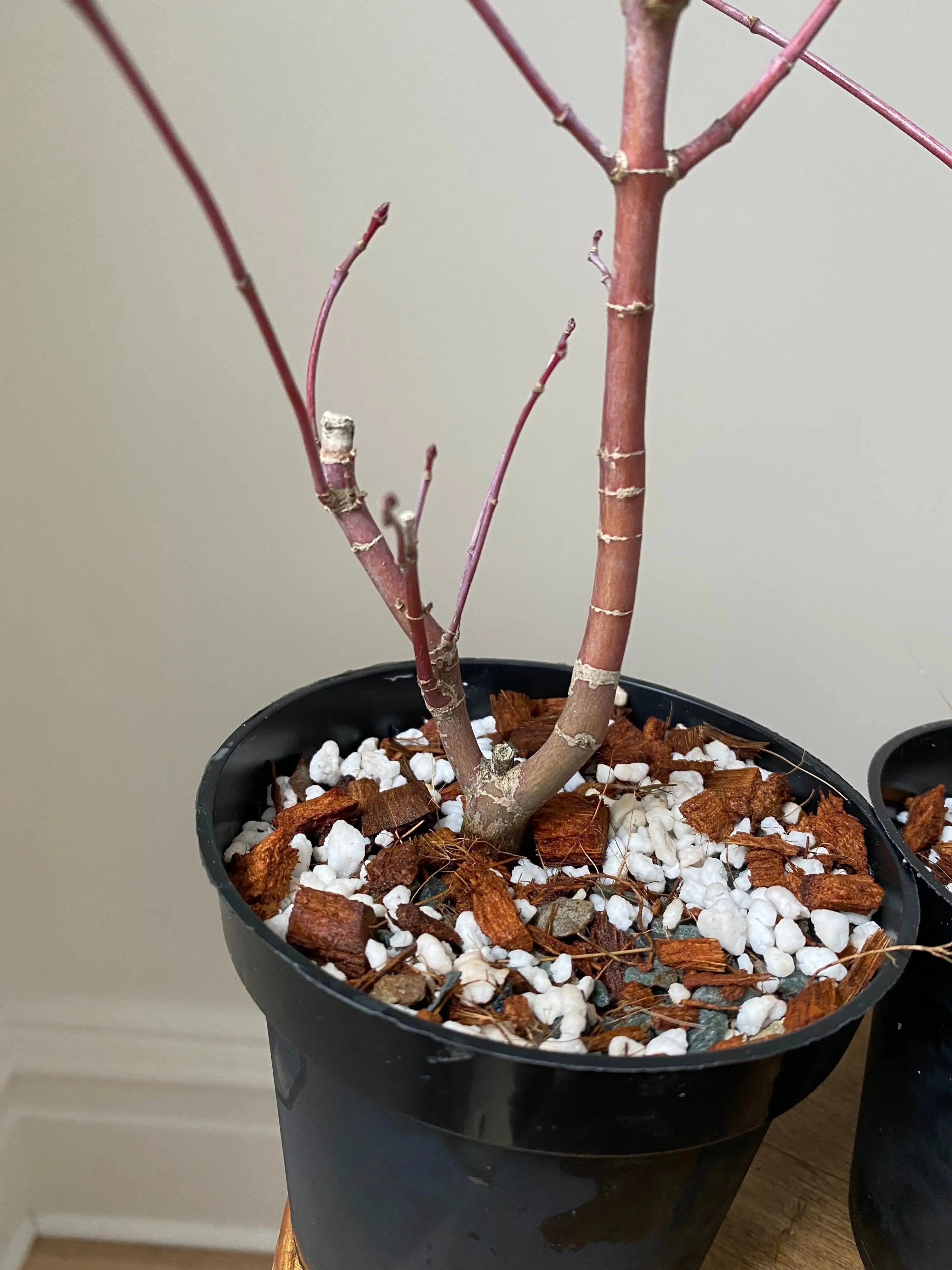 Acer palmatum 'Deshojo' (1 unit) (2026) Canada Bonsai