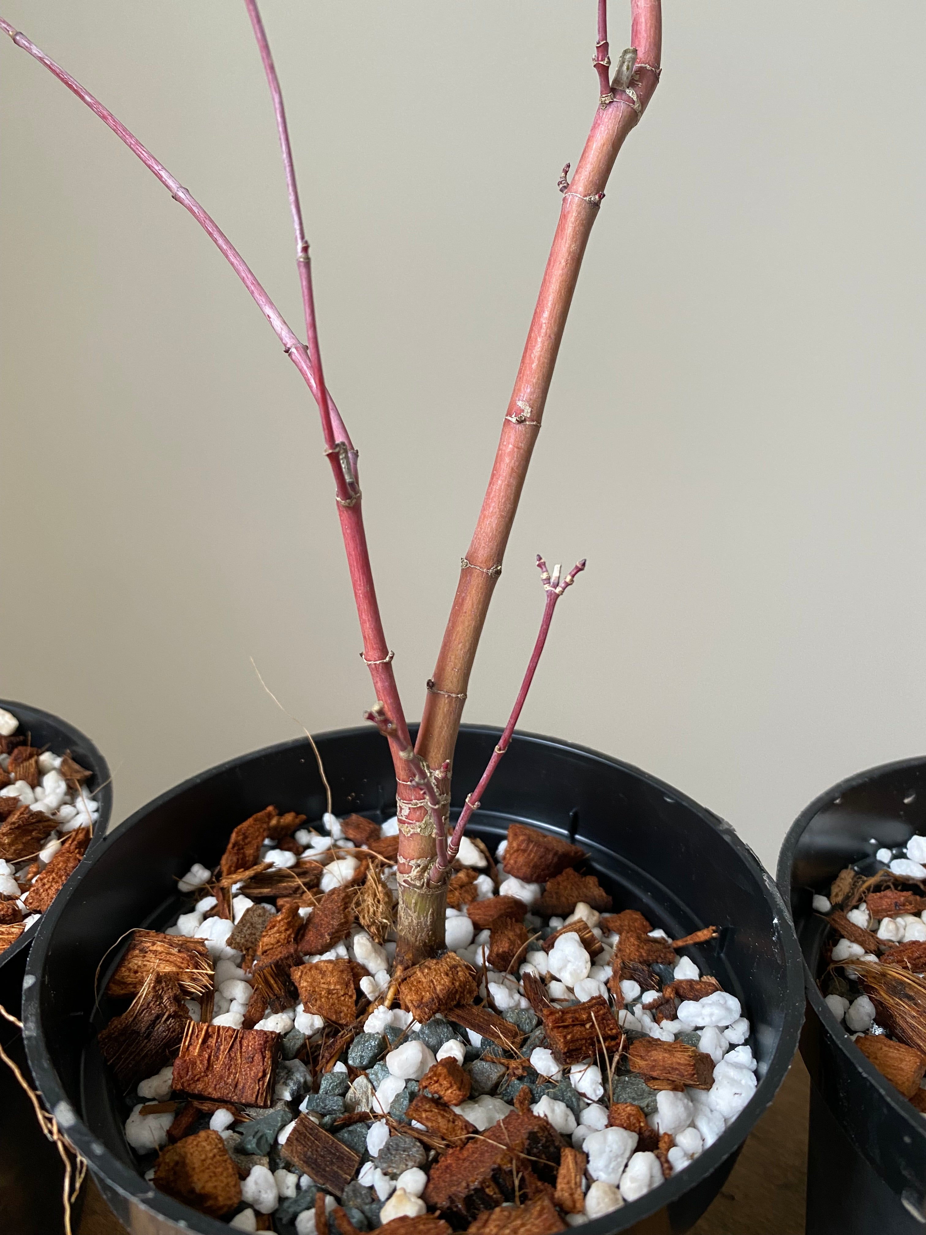 Acer palmatum 'Deshojo' (1 unit) (2026)