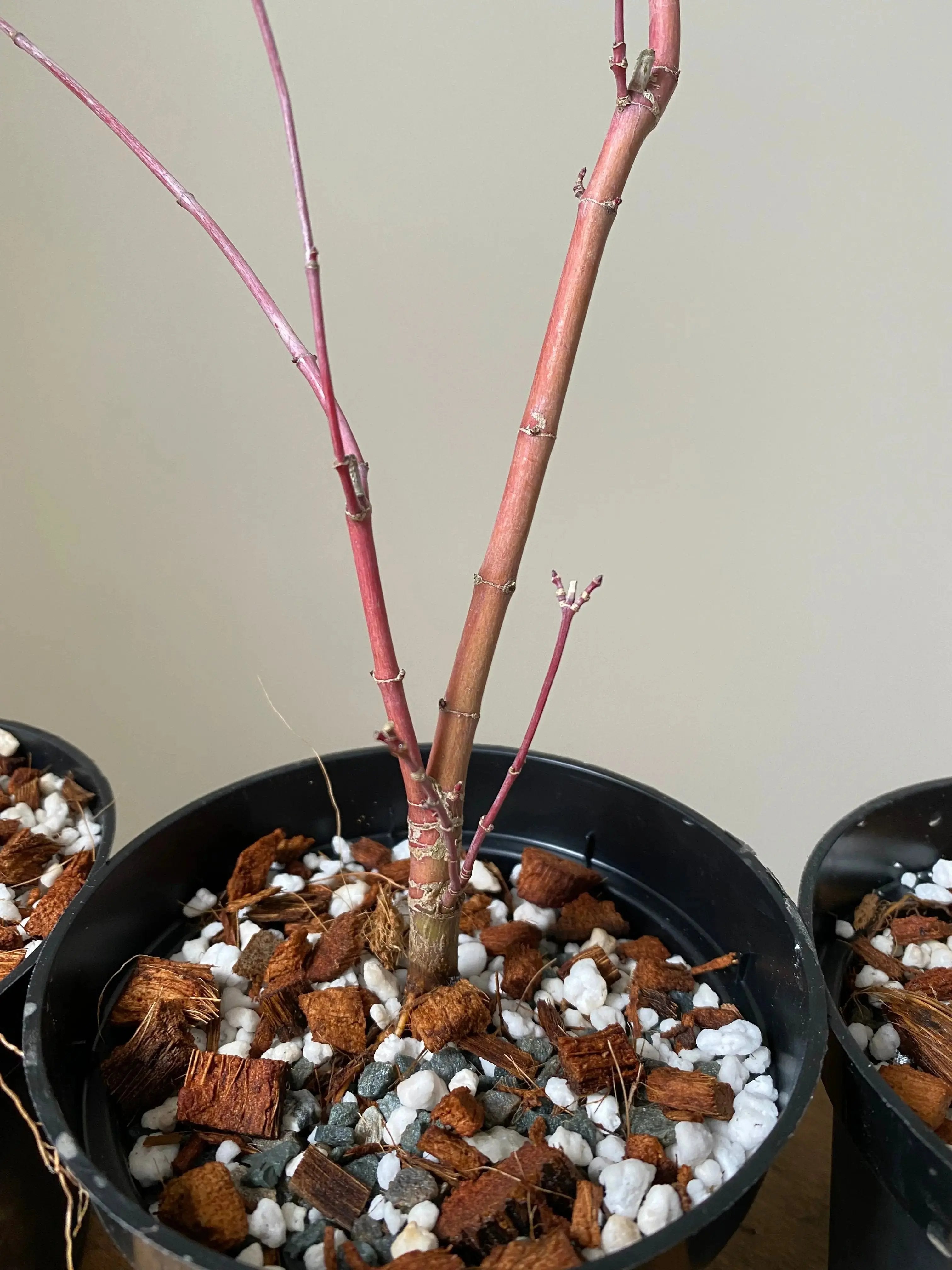 Acer palmatum 'Deshojo' (1 unit) (2026) Canada Bonsai