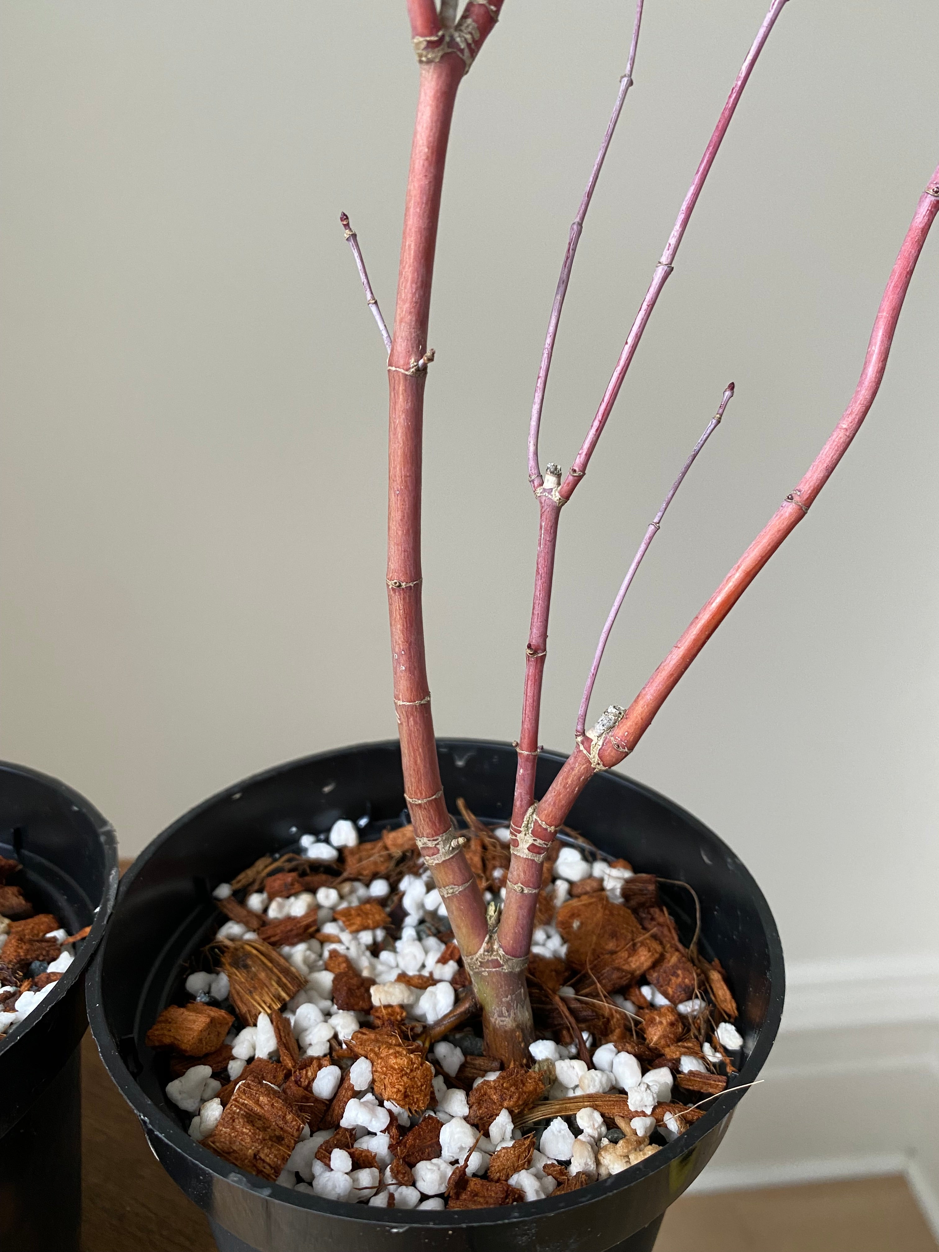 Acer palmatum 'Deshojo' (1 unit) (2026)