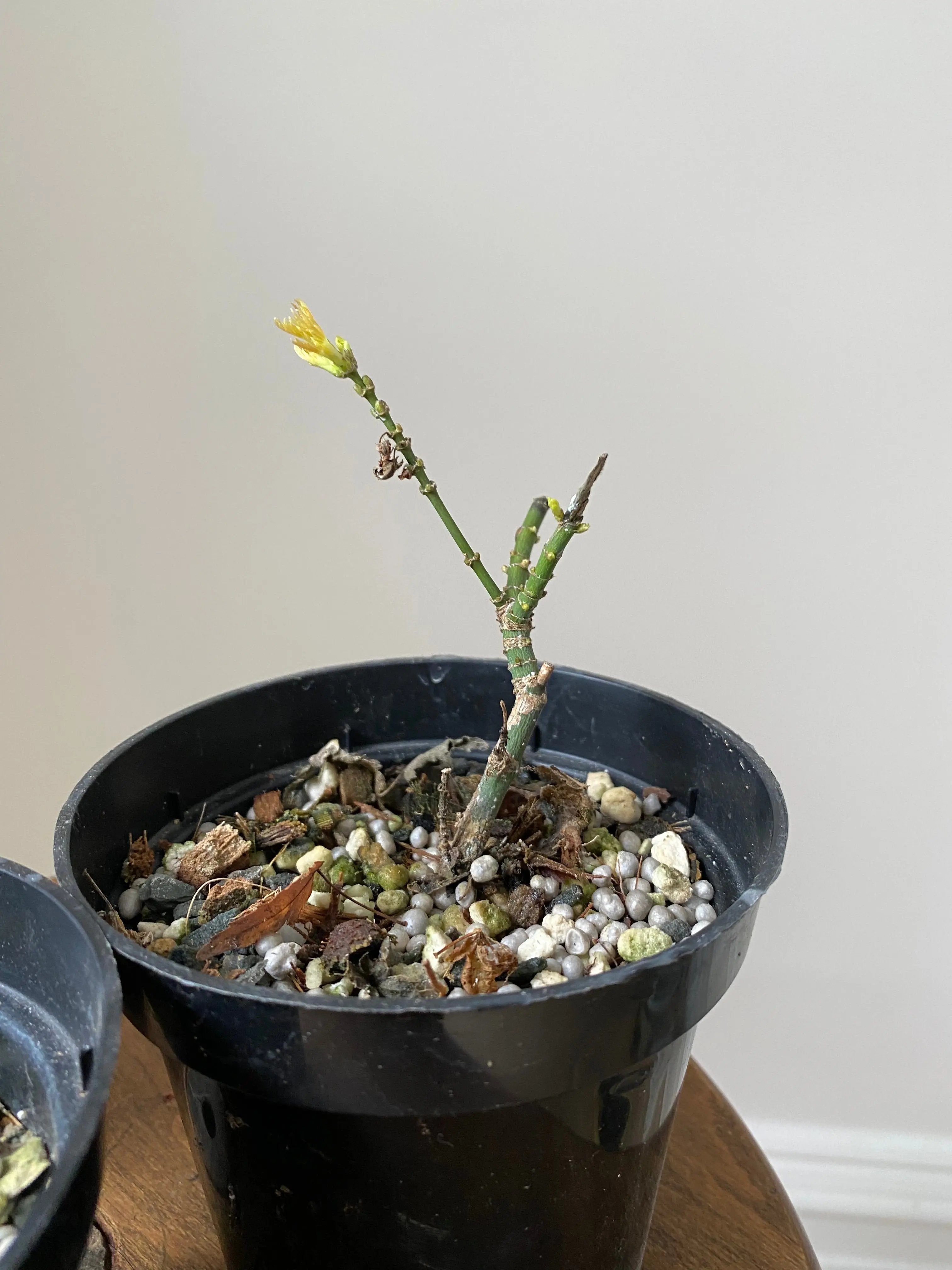 Japanese Maple 'Koto Hime' Canada Bonsai