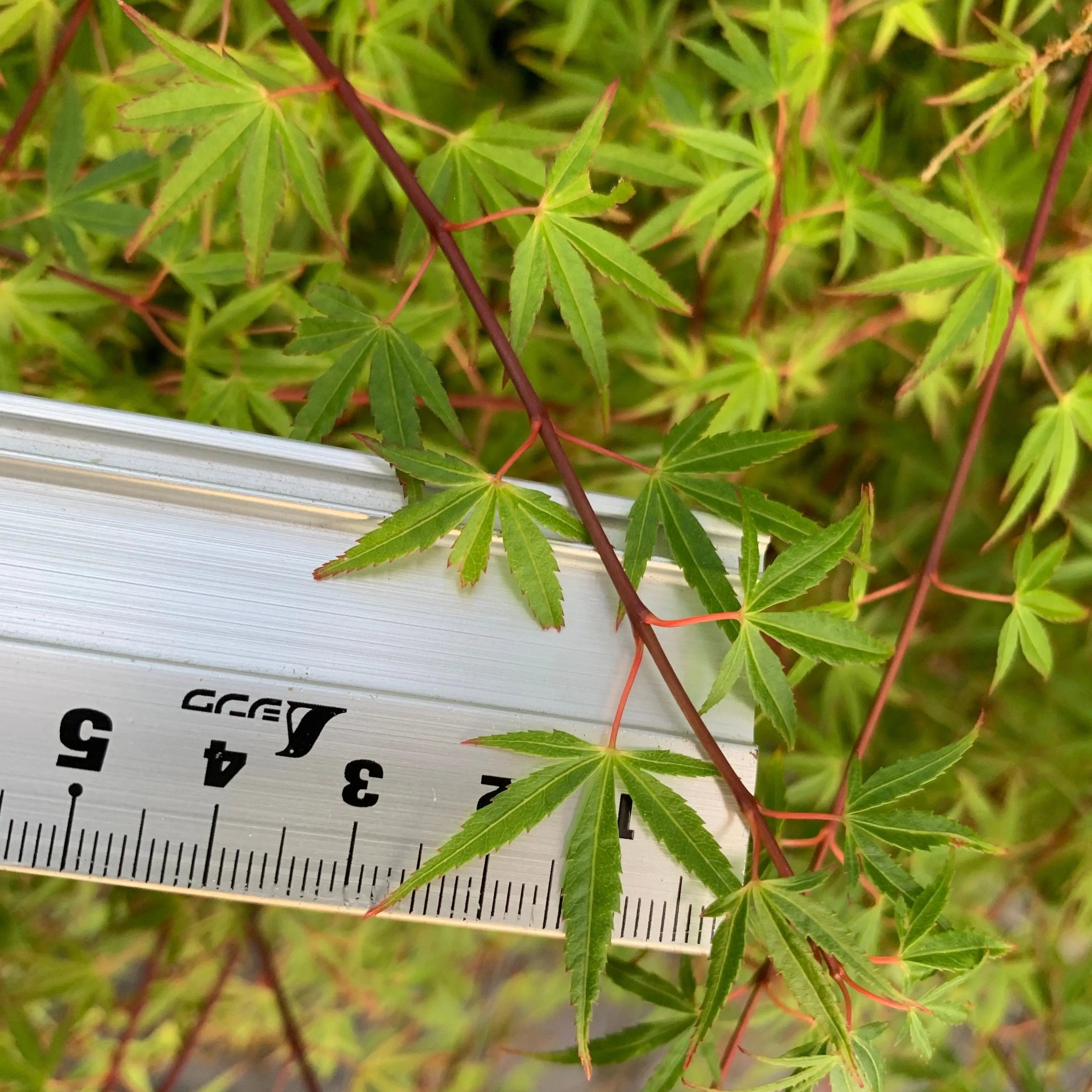 Japanese Maple 'Yuki Hime' Canada Bonsai
