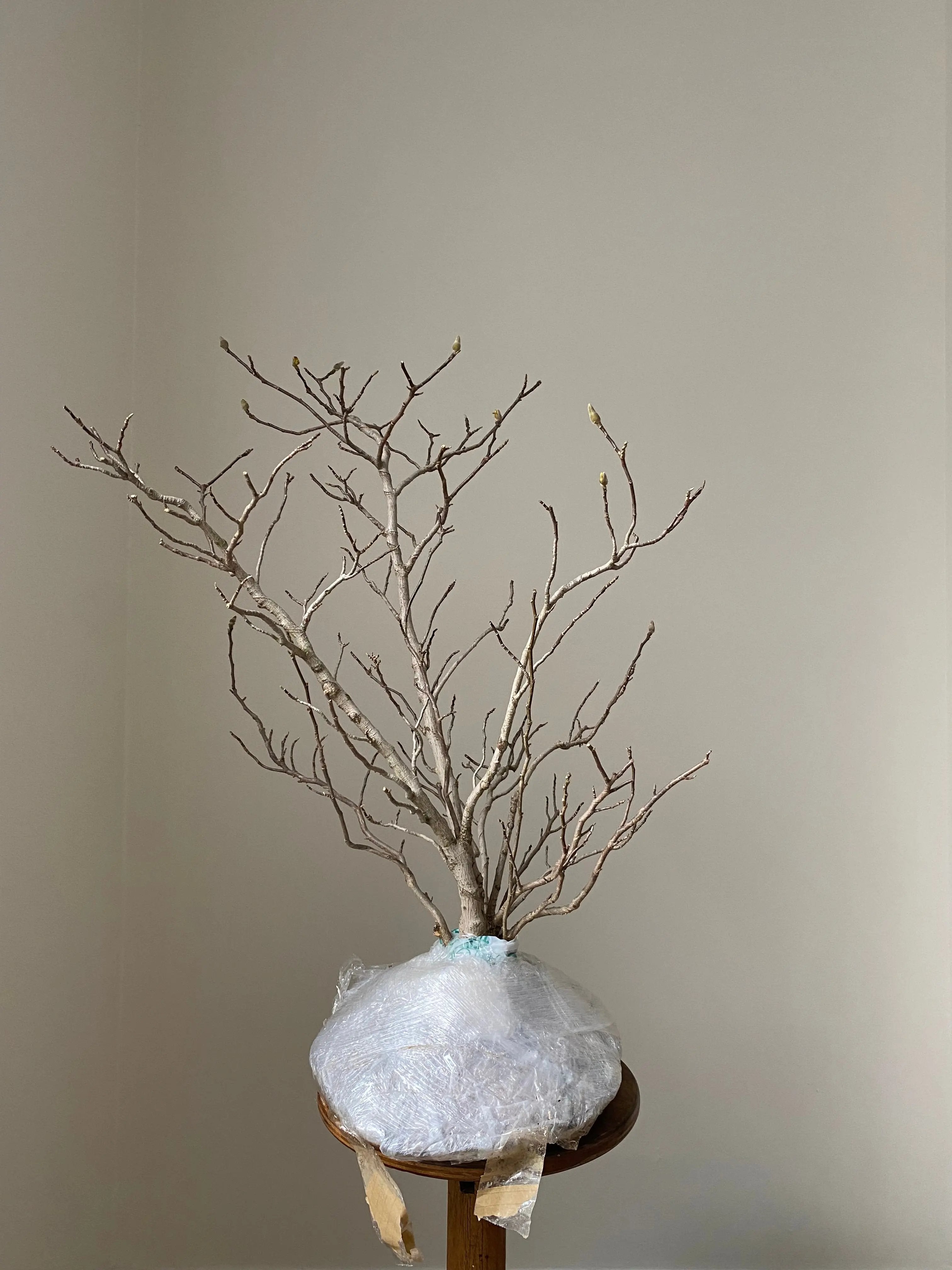 Magnolia (Karasu) Canada Bonsai