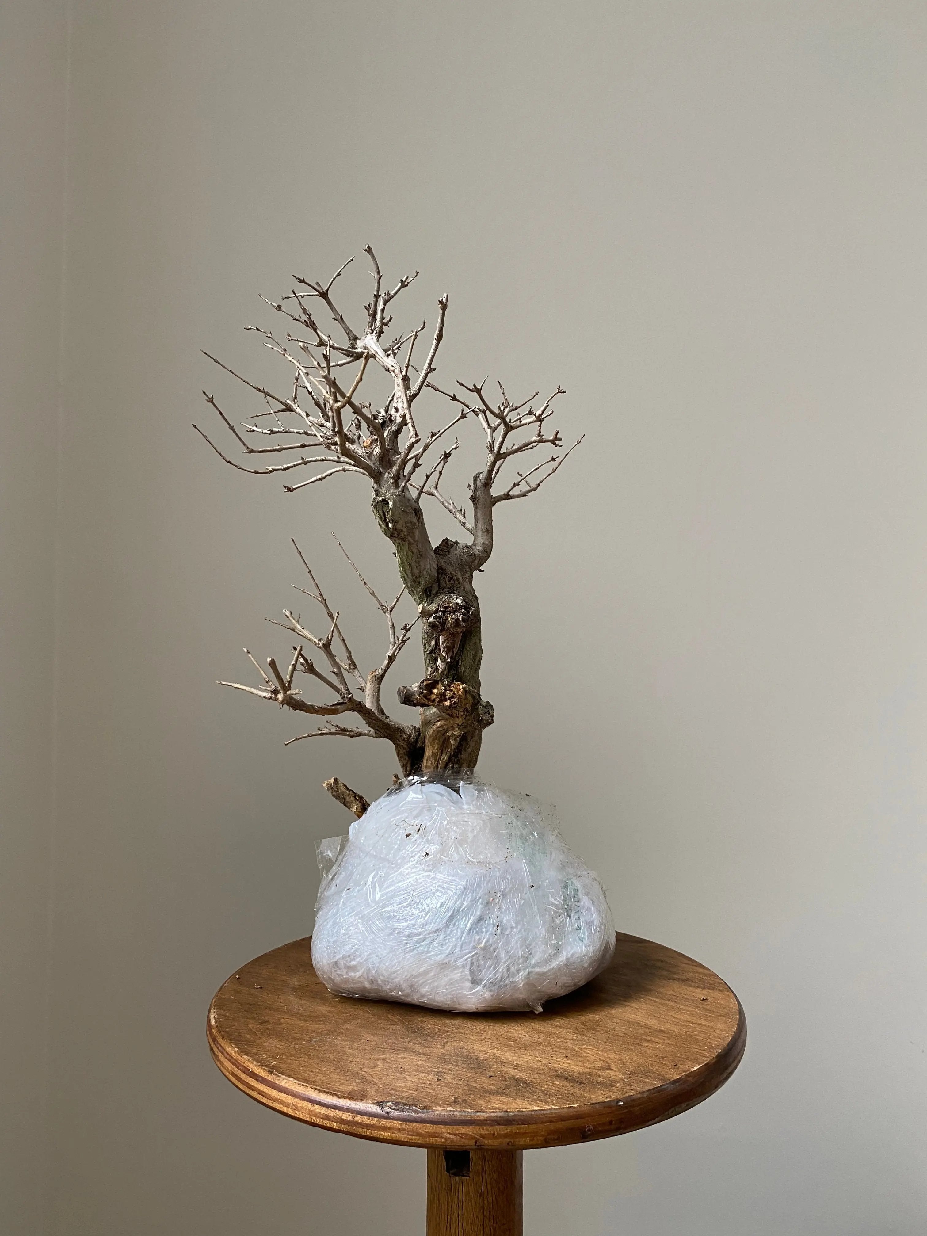 Pomegranate Neji-Kan Canada Bonsai