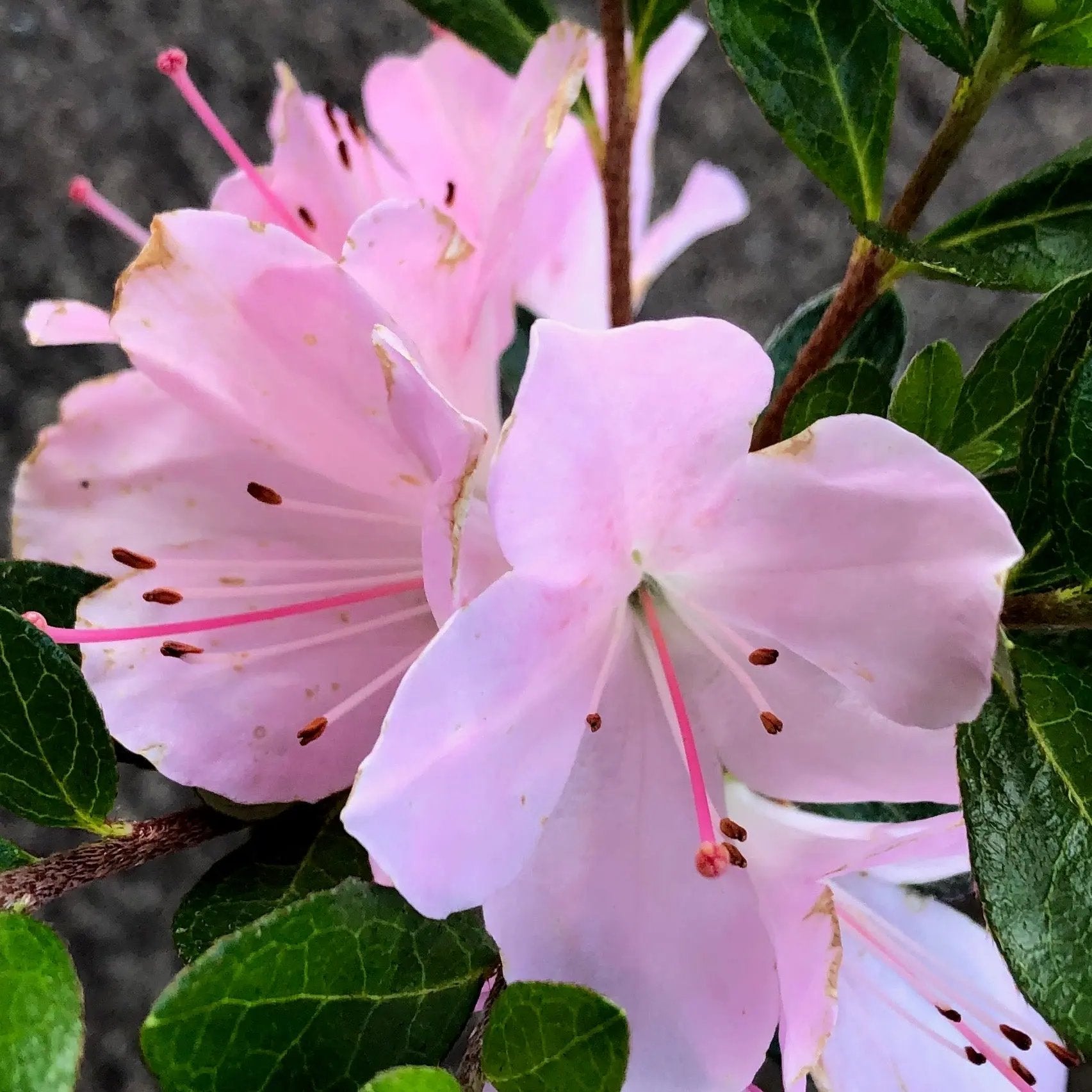 Satsuki Azalea 'Kozan' Canada Bonsai