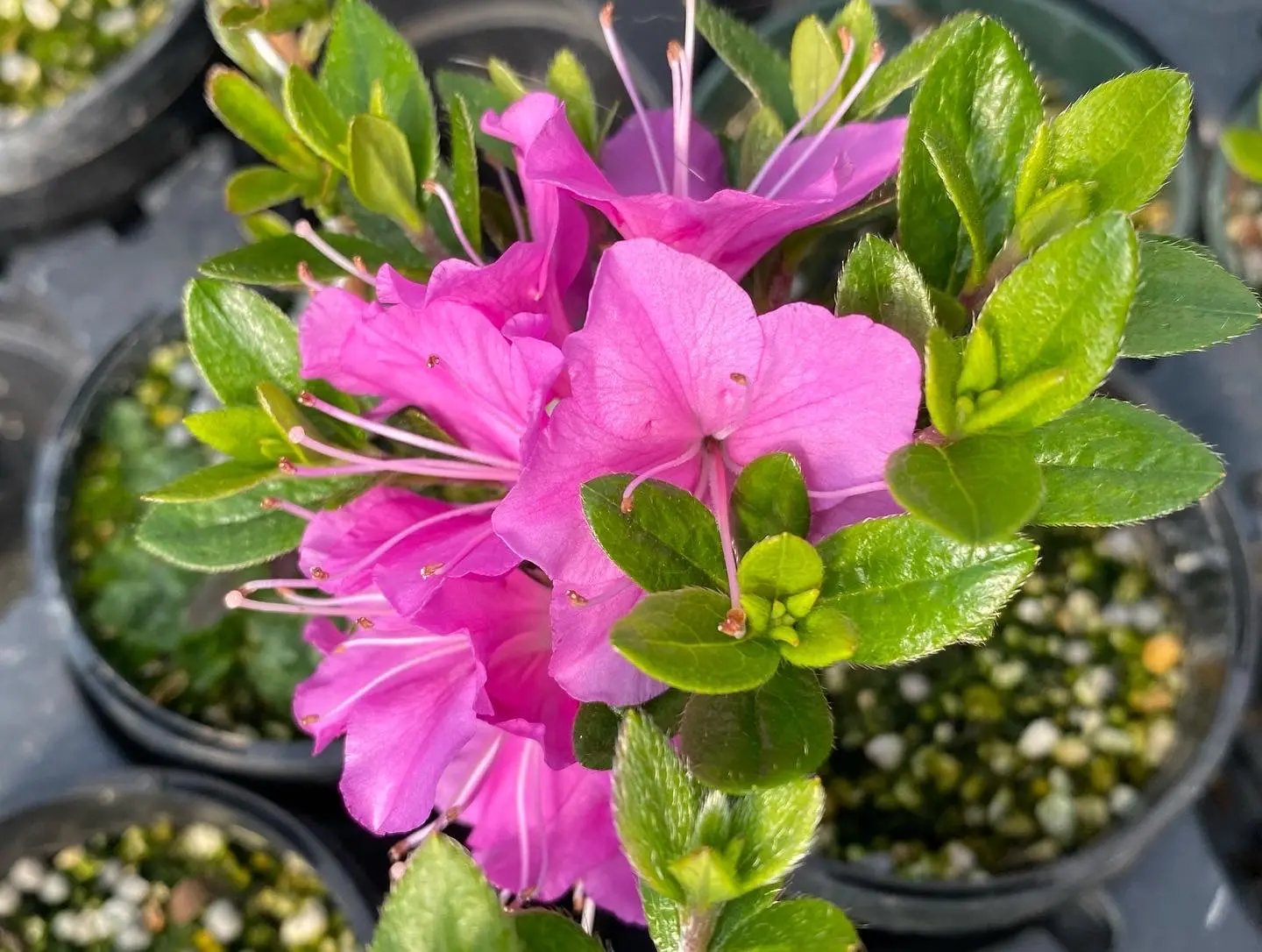 Satsuki Azalea Canada Bonsai