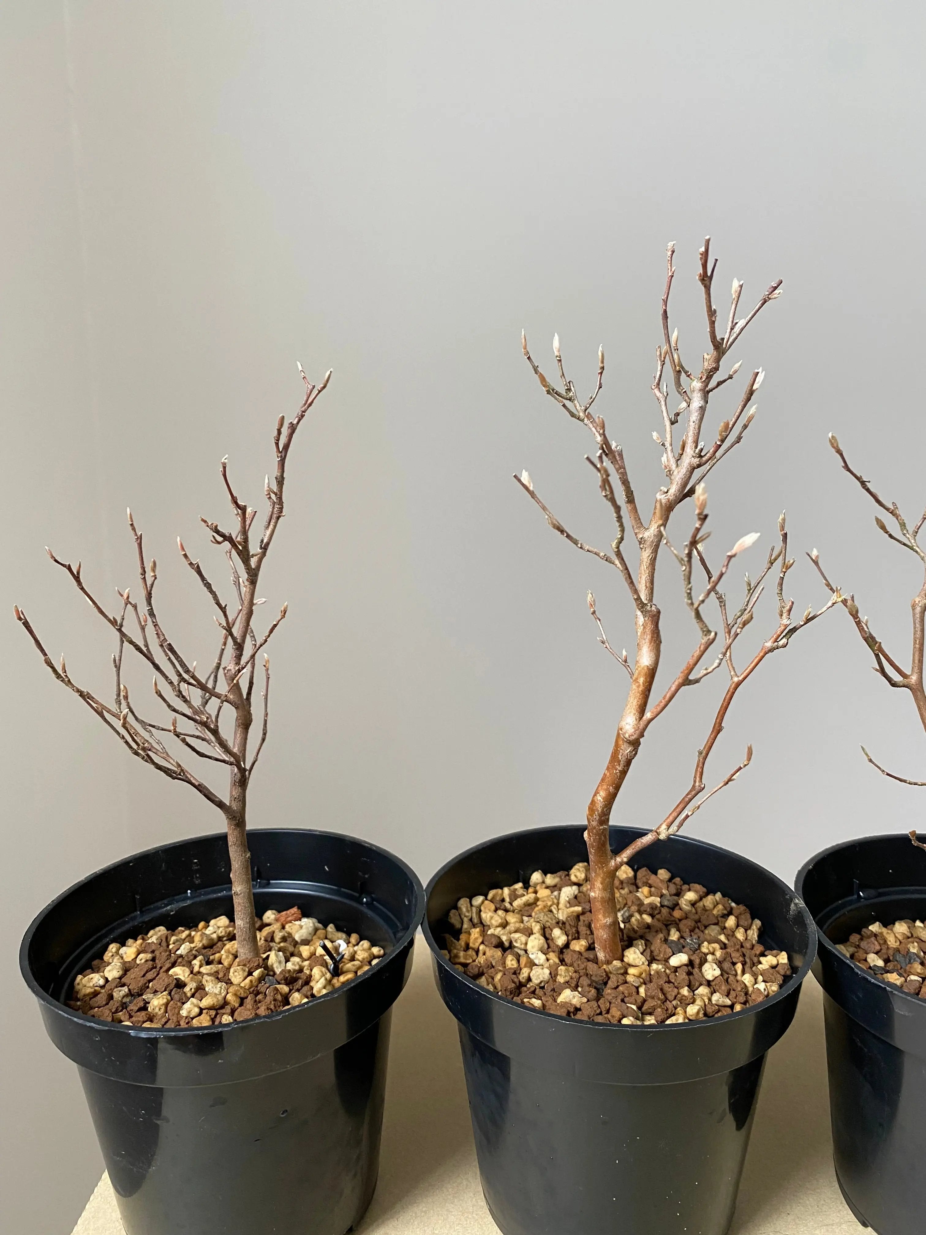 Stewartia Canada Bonsai