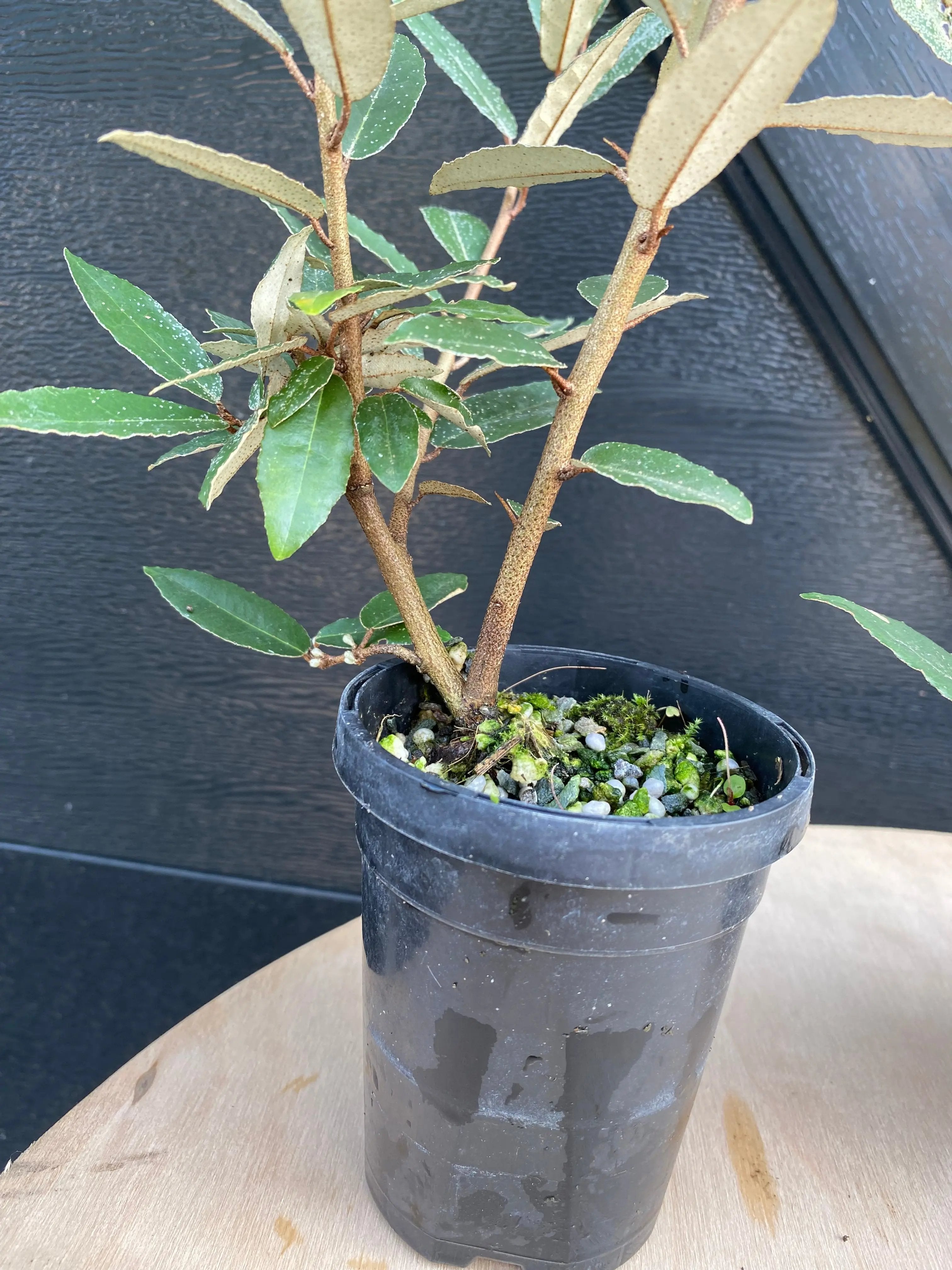 Elaeagnus Canada Bonsai