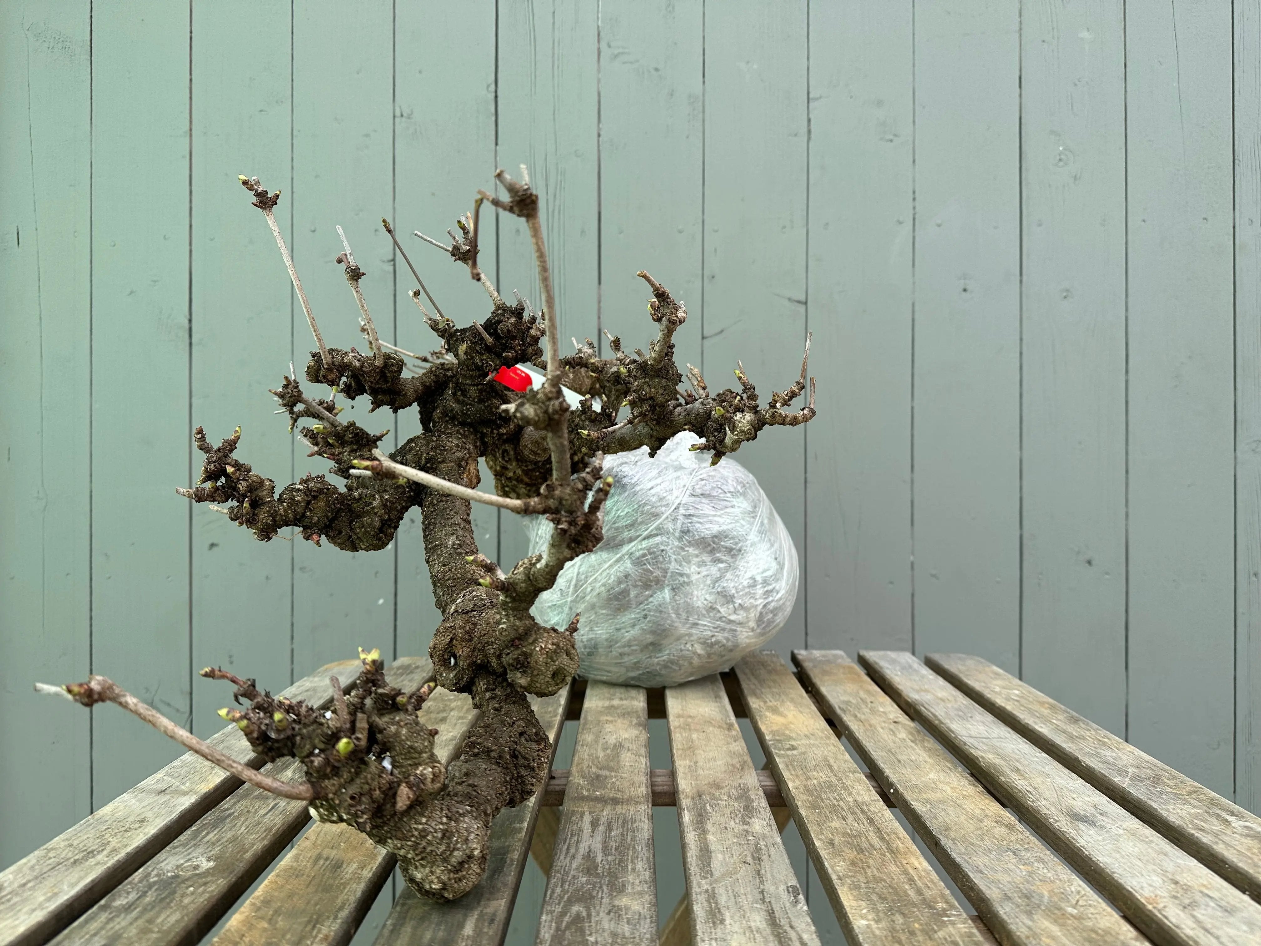 Akebia Canada Bonsai