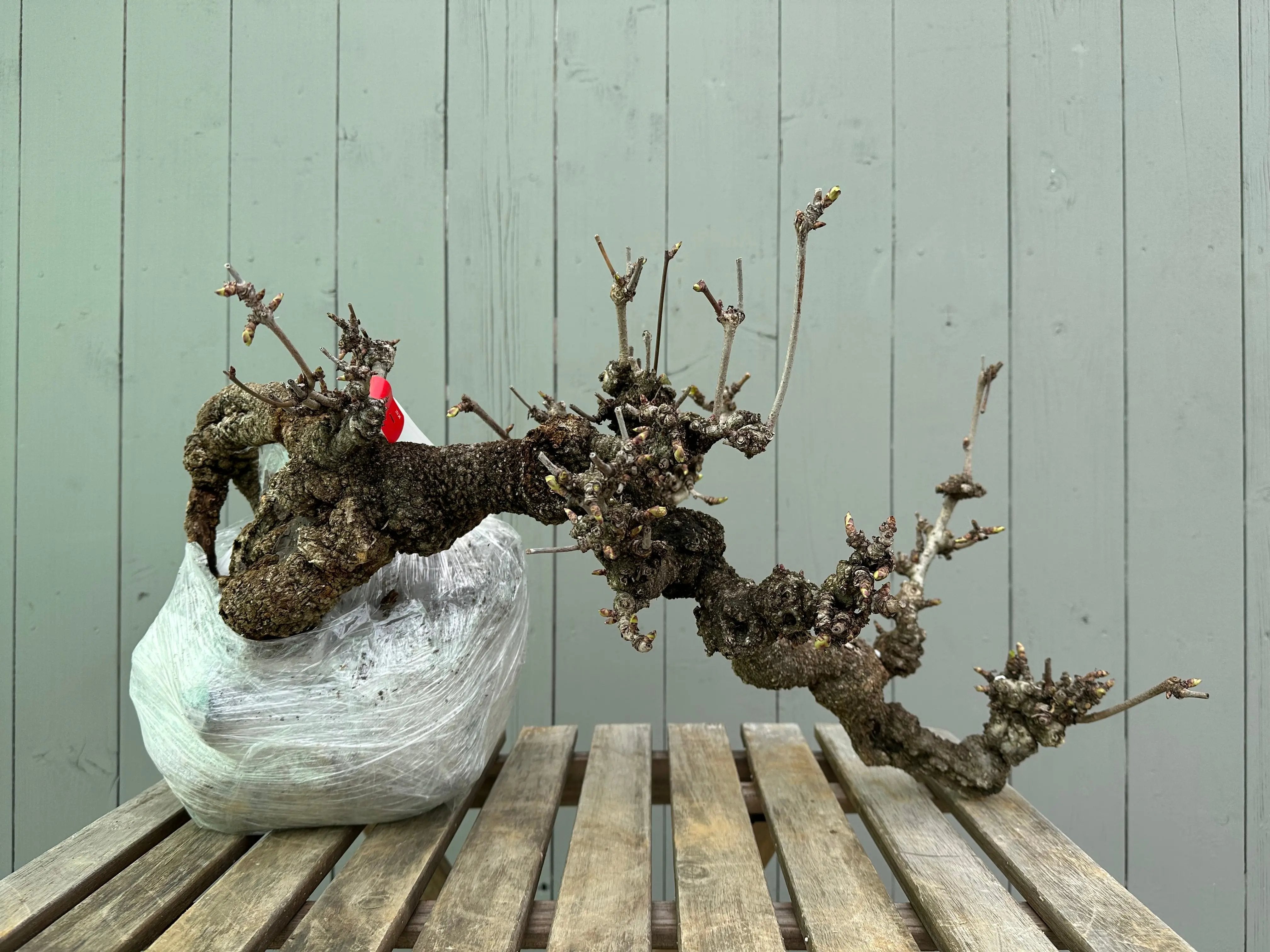 Akebia Canada Bonsai