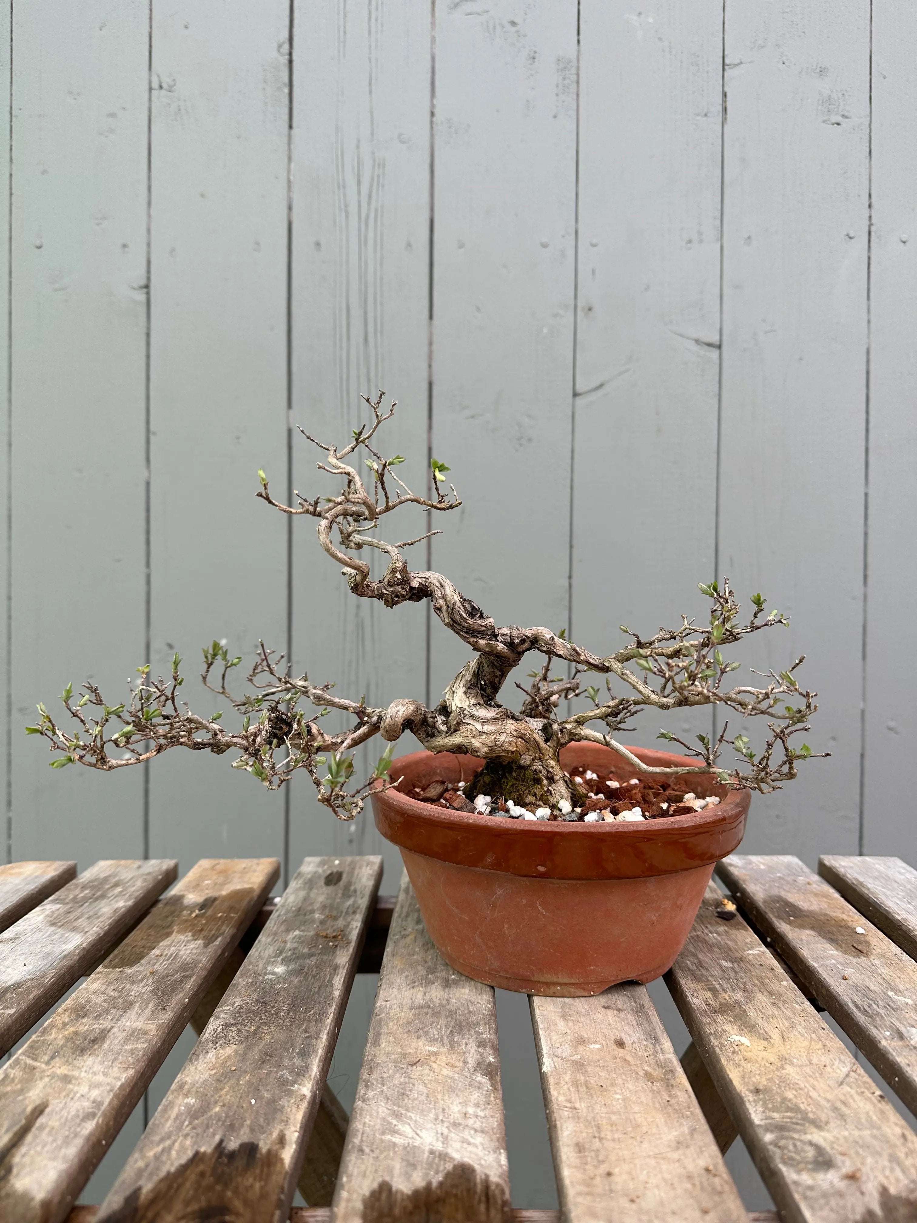 Uguisukagura Canada Bonsai