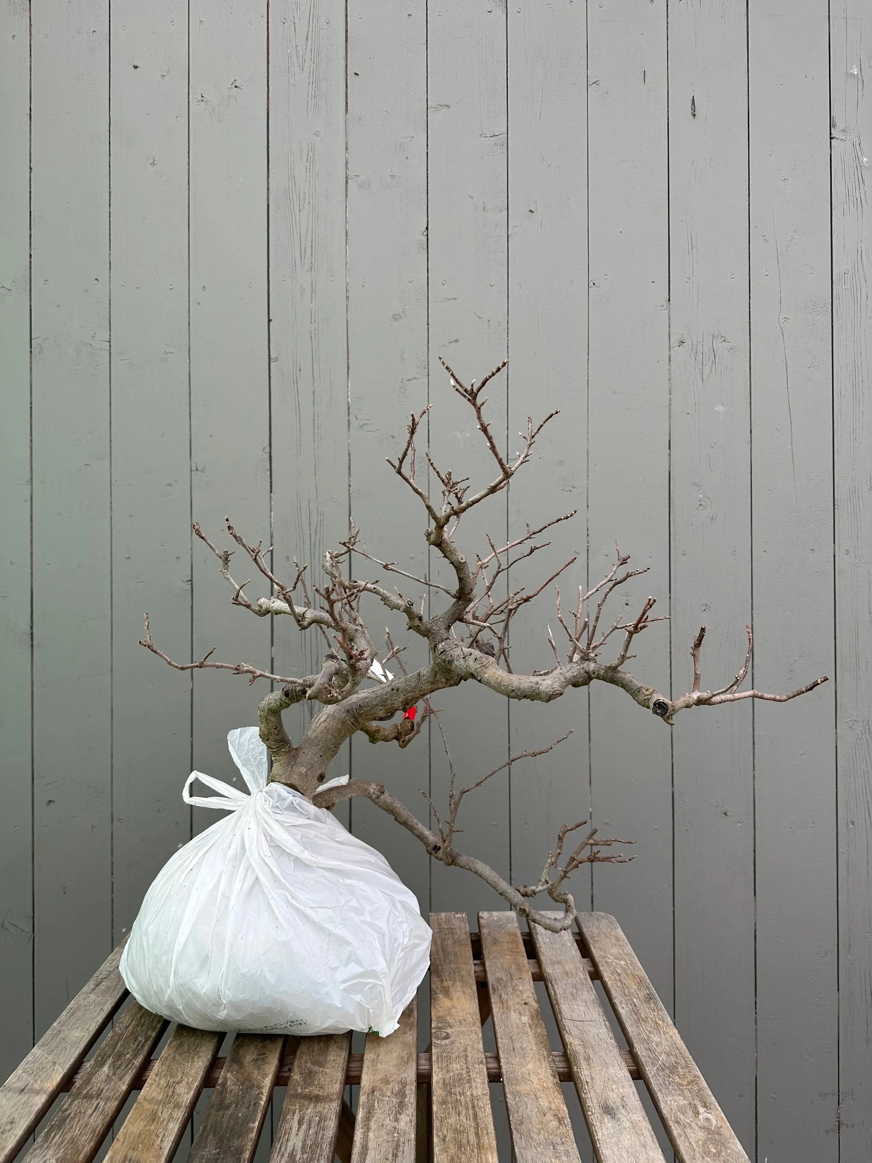 Magnolia Canada Bonsai