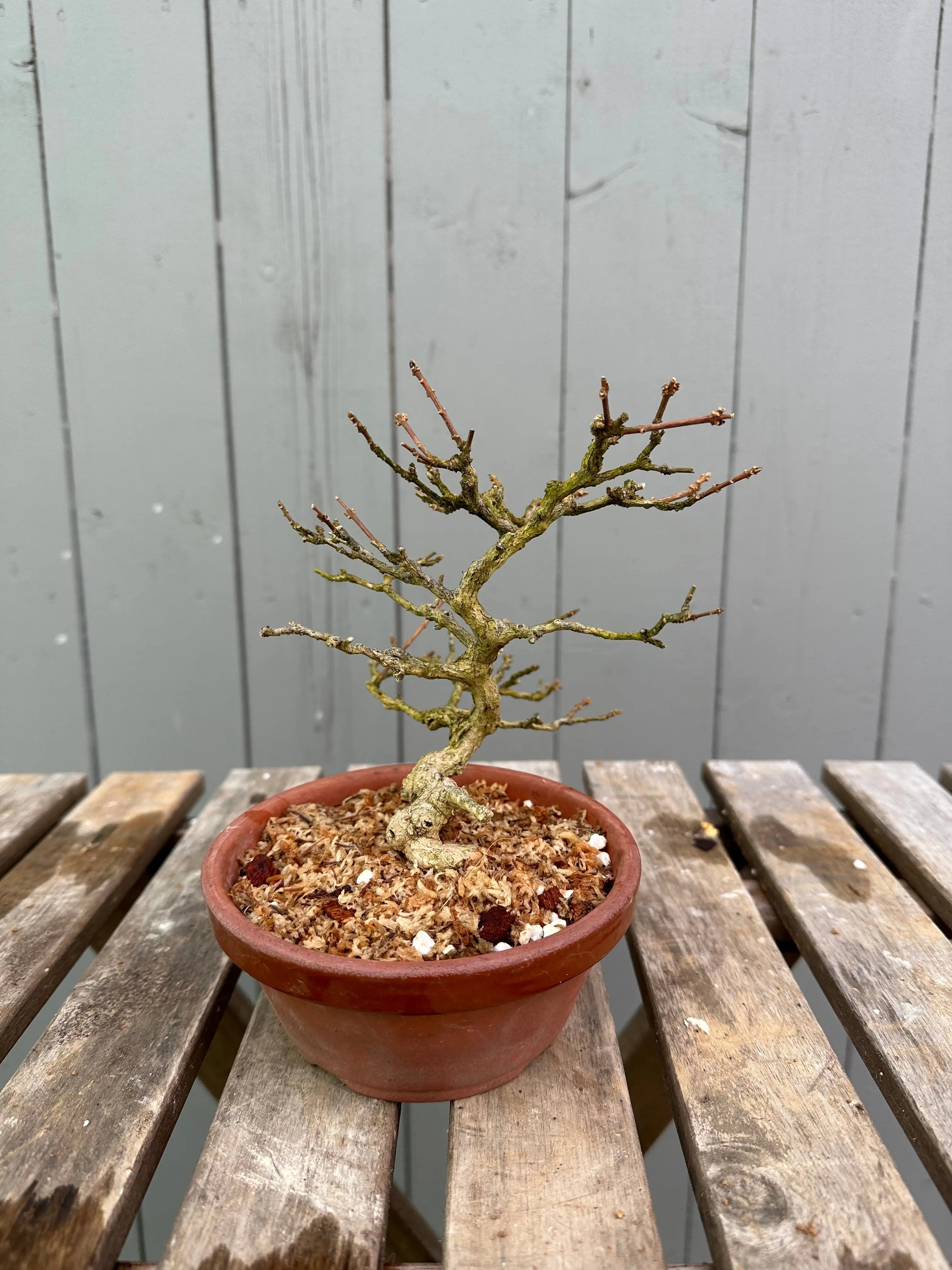 Musk Maple Canada Bonsai