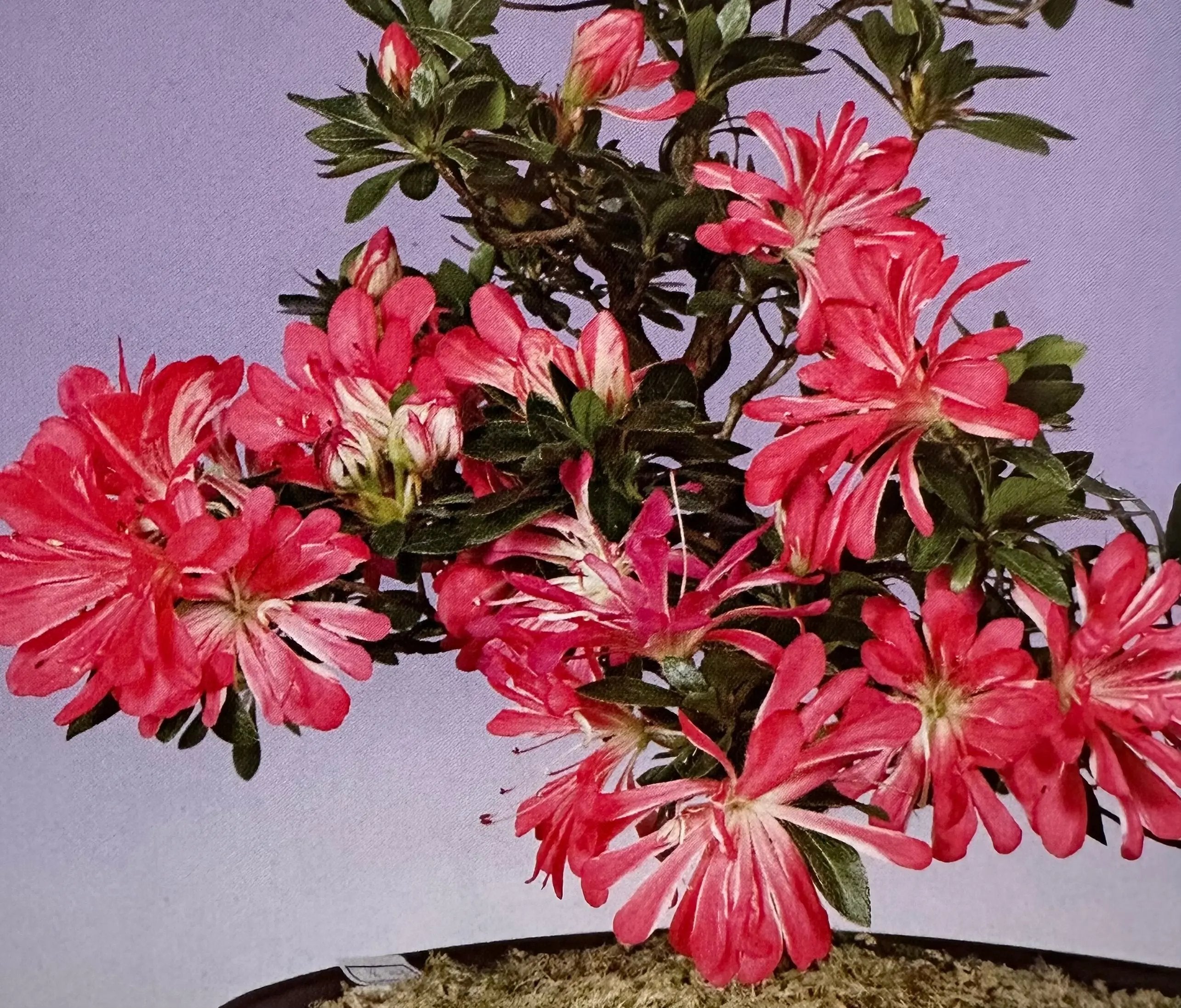 Satsuki 'Benibana' Canada Bonsai