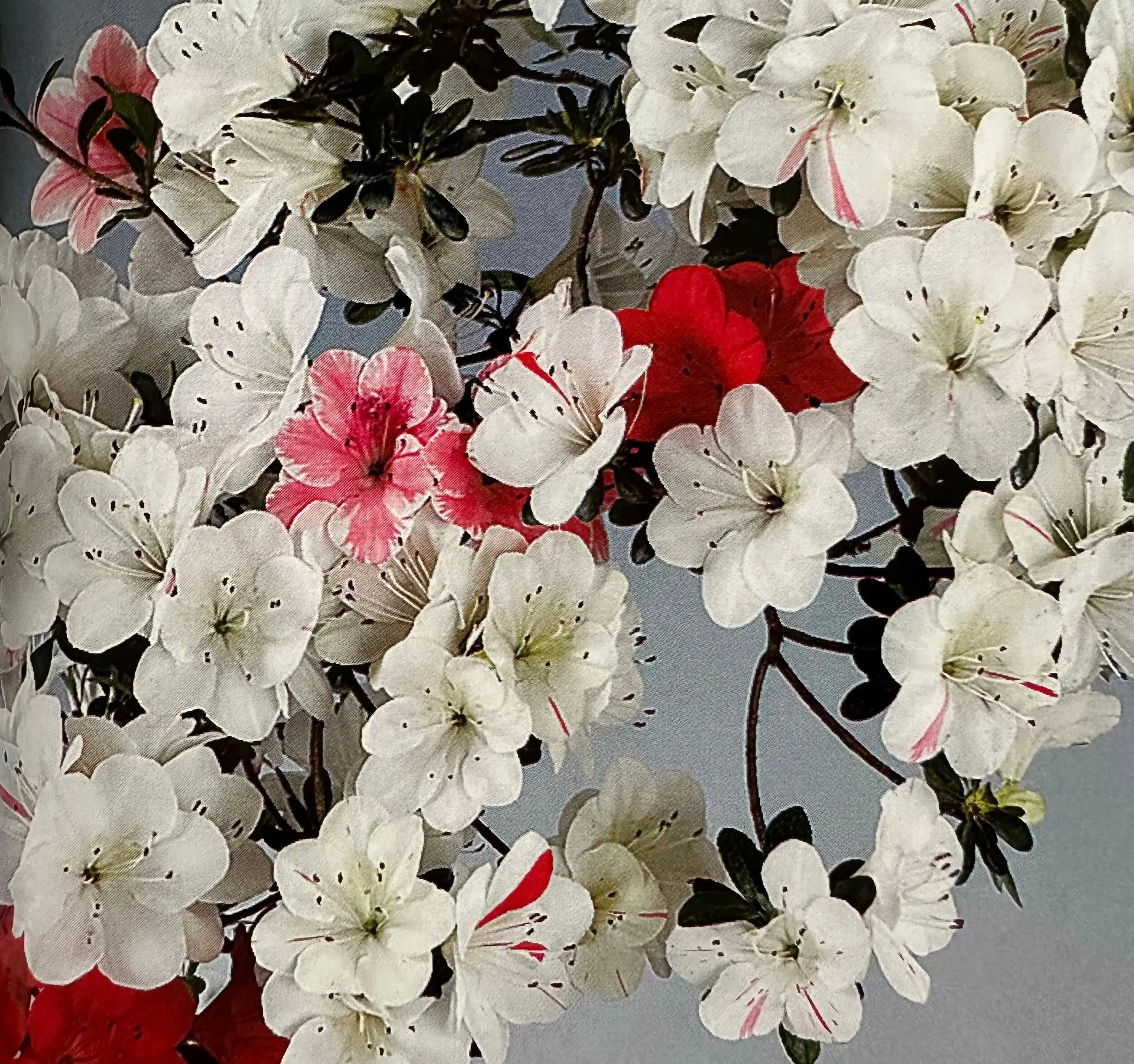 Satsuki 'Shiroihanakazari' Canada Bonsai