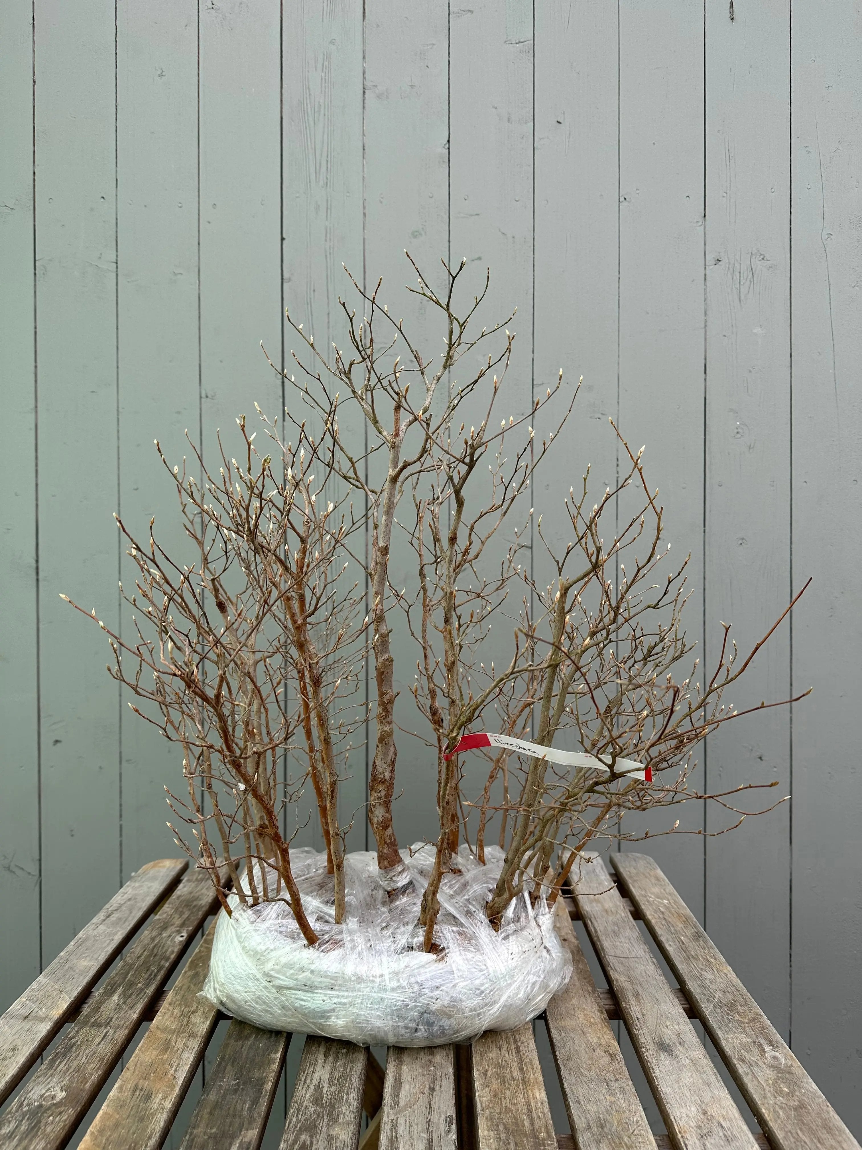 Stewartia Canada Bonsai
