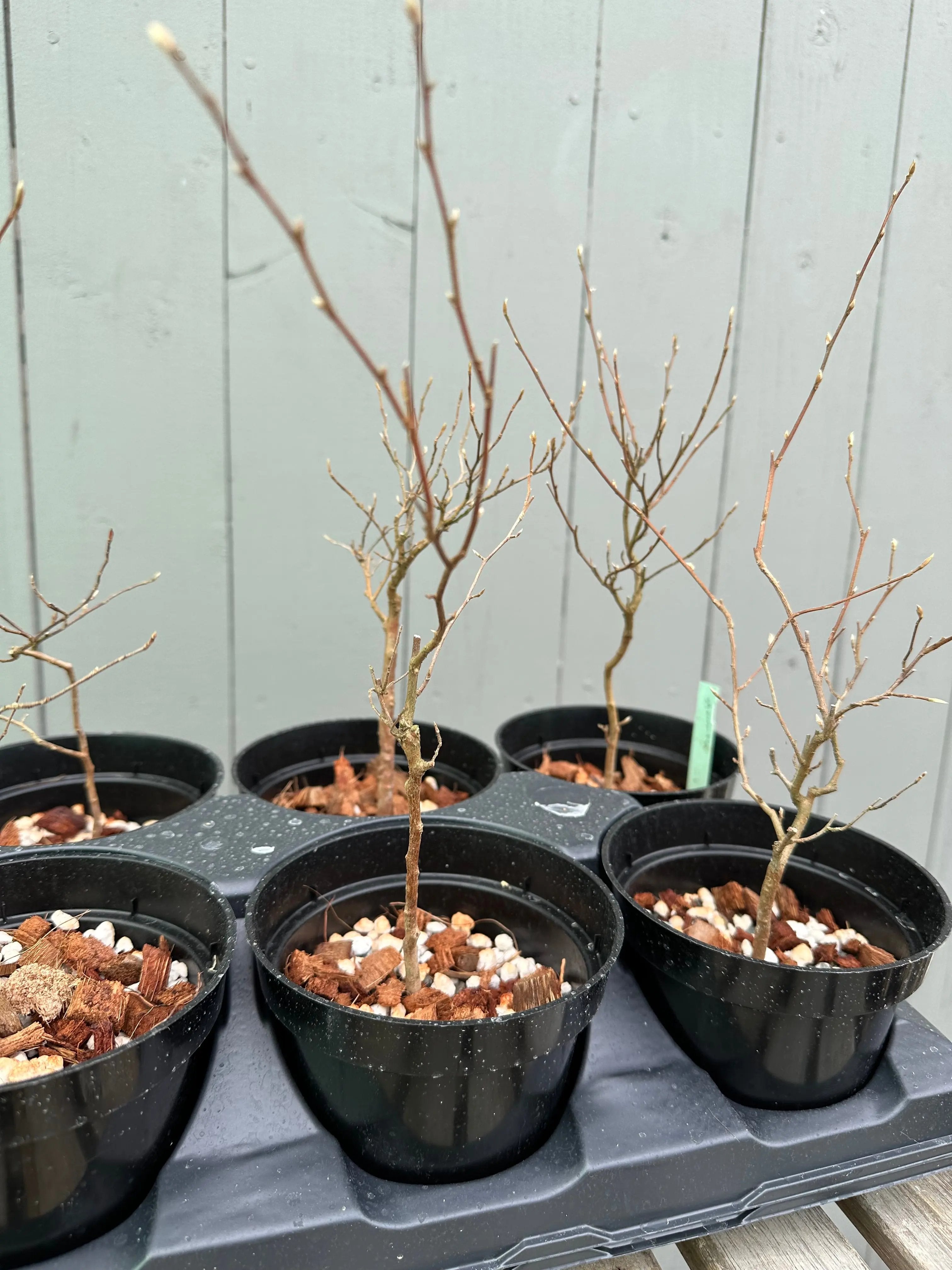 Stewartia Canada Bonsai