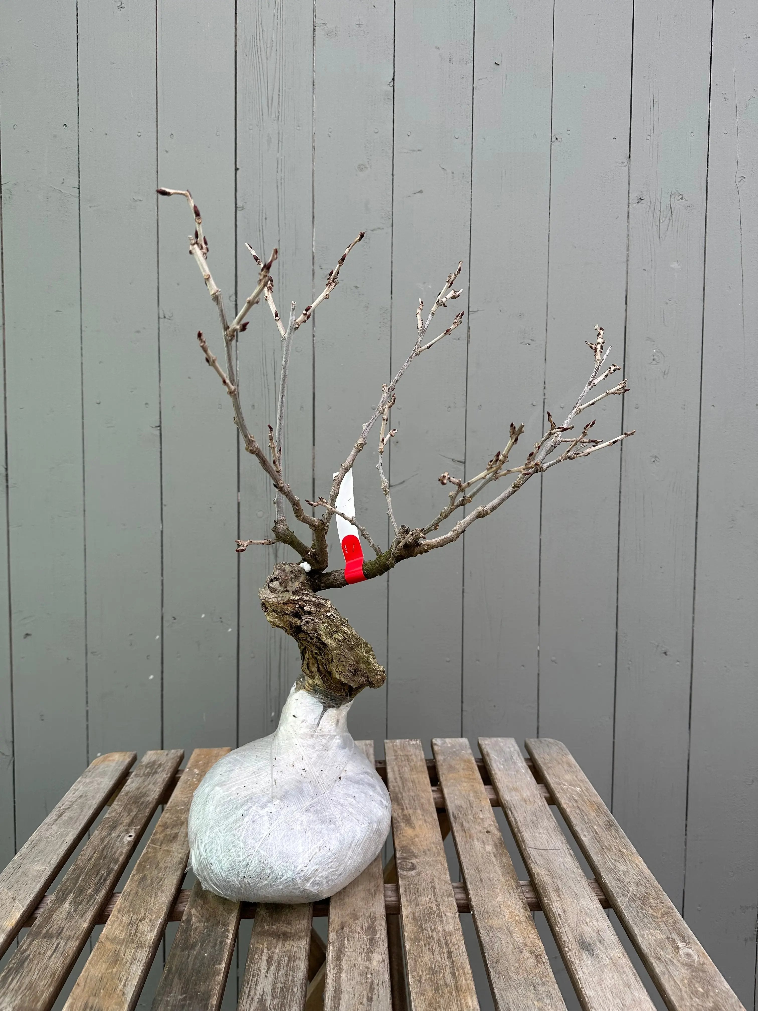 Wisteria floribunda (white) Canada Bonsai
