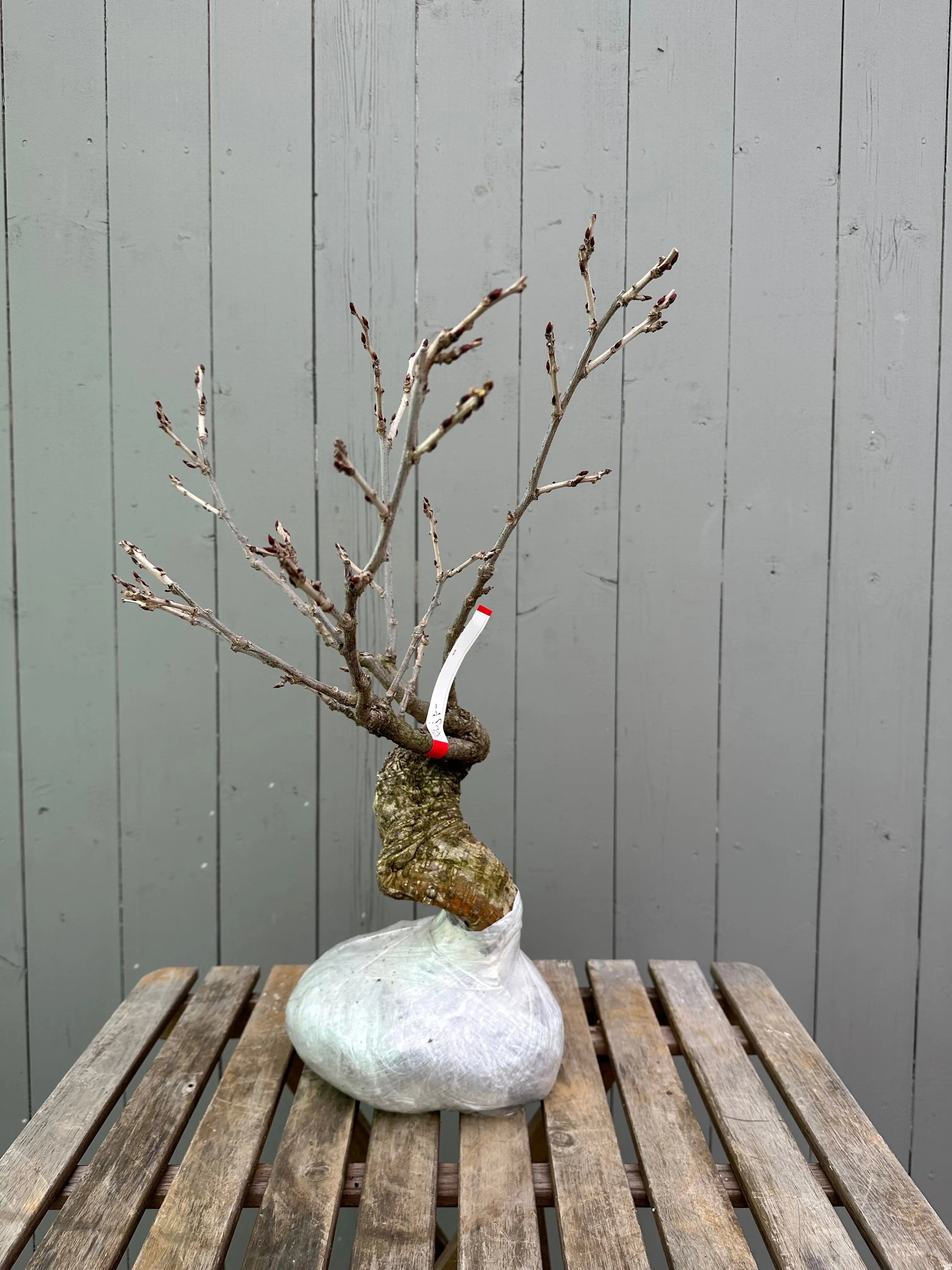 Wisteria floribunda (white) Canada Bonsai