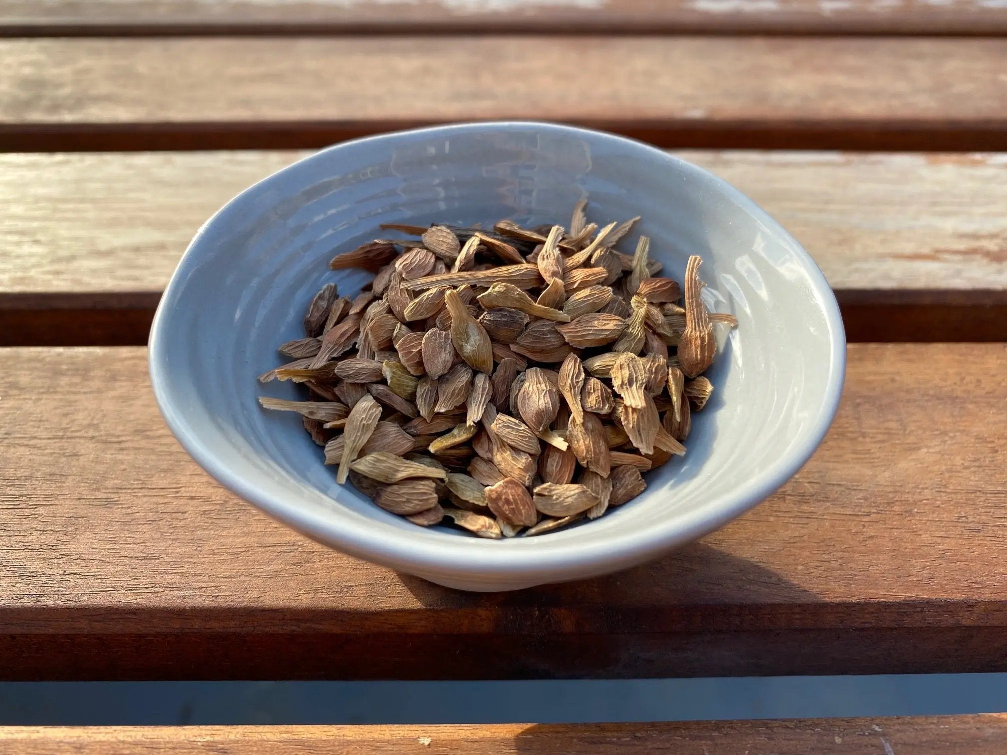 Acer rubrum (Red Maple) CB Seeds