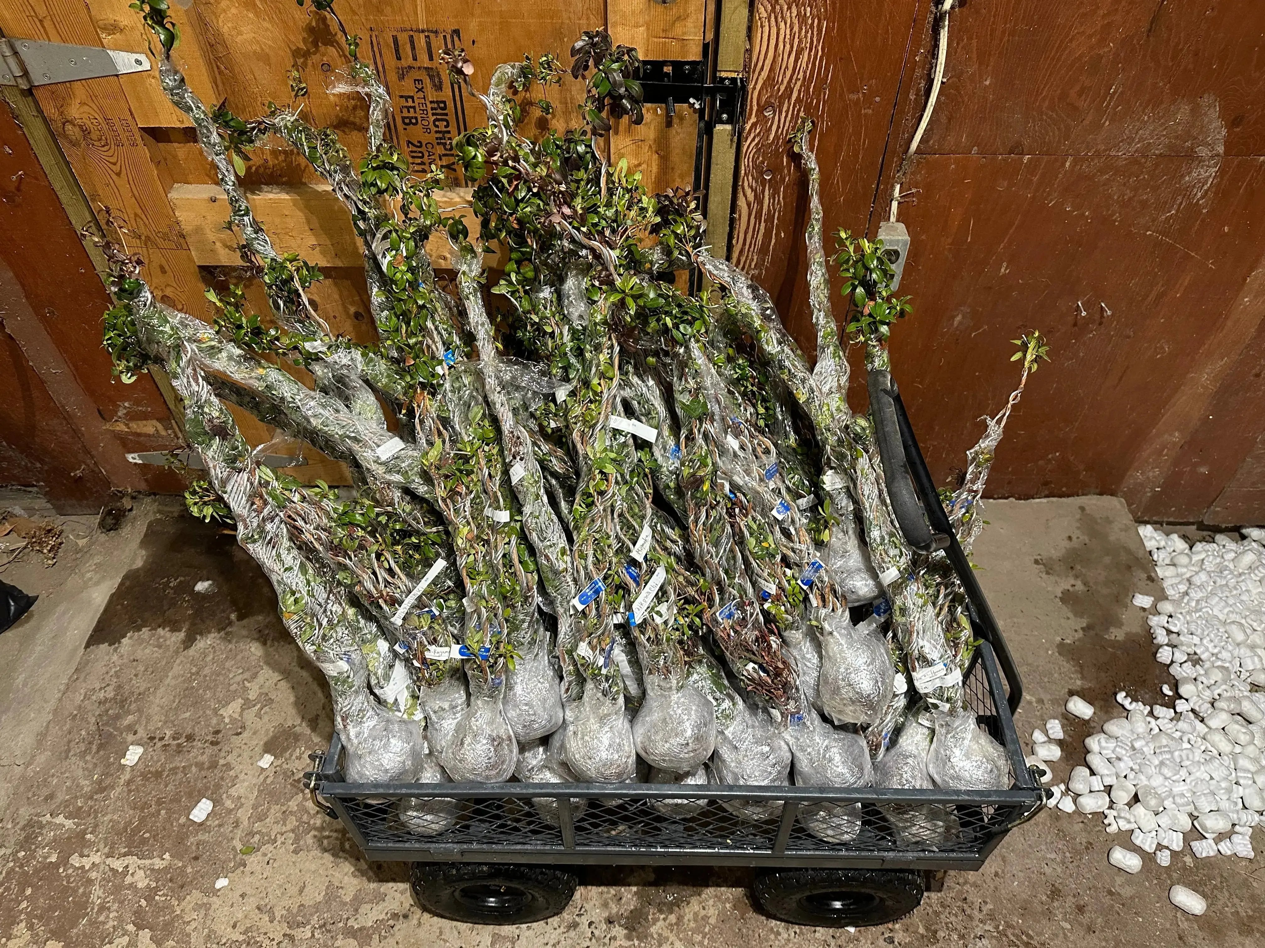 Rhododendron indicum Satsuki Azaleas (45 cultivars) (2026) Canada Bonsai