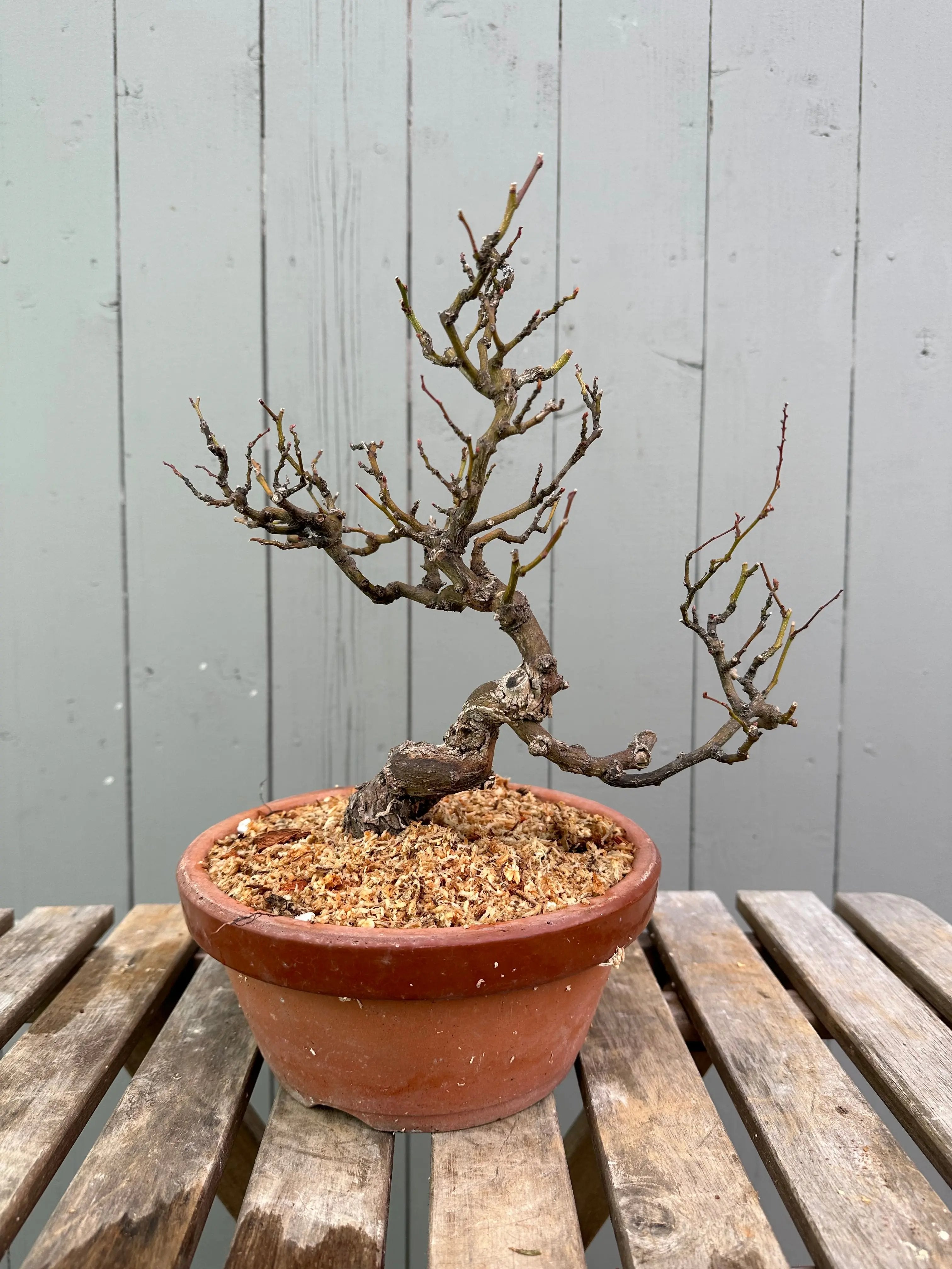 Kumayanagi Canada Bonsai