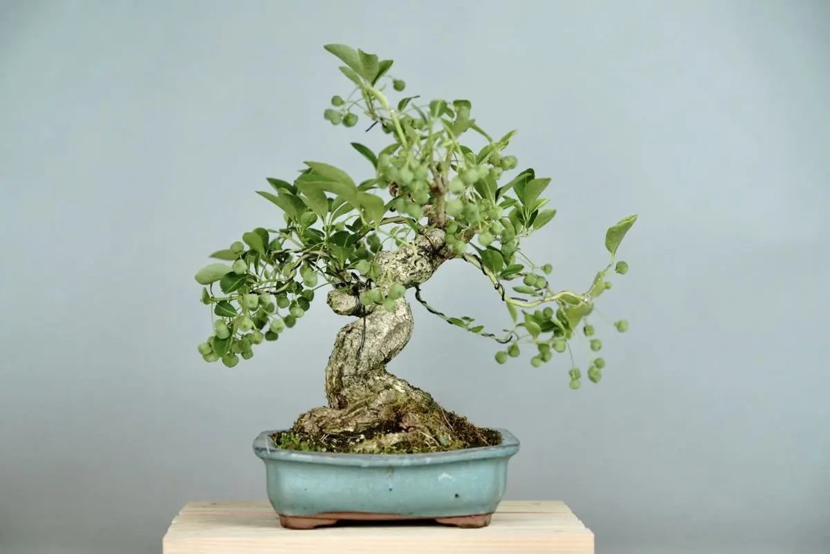 Mayumi Canada Bonsai