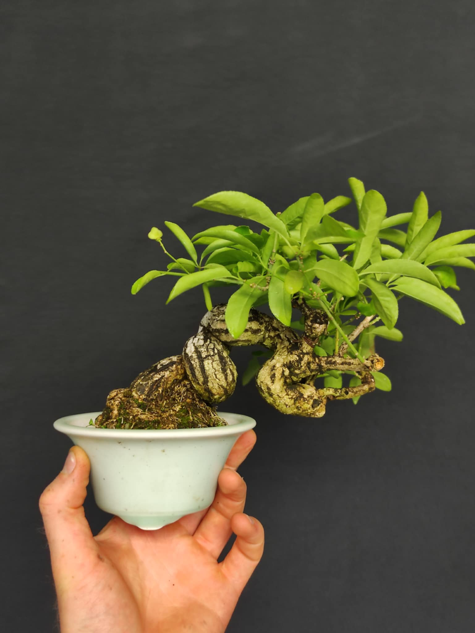 Euonymus