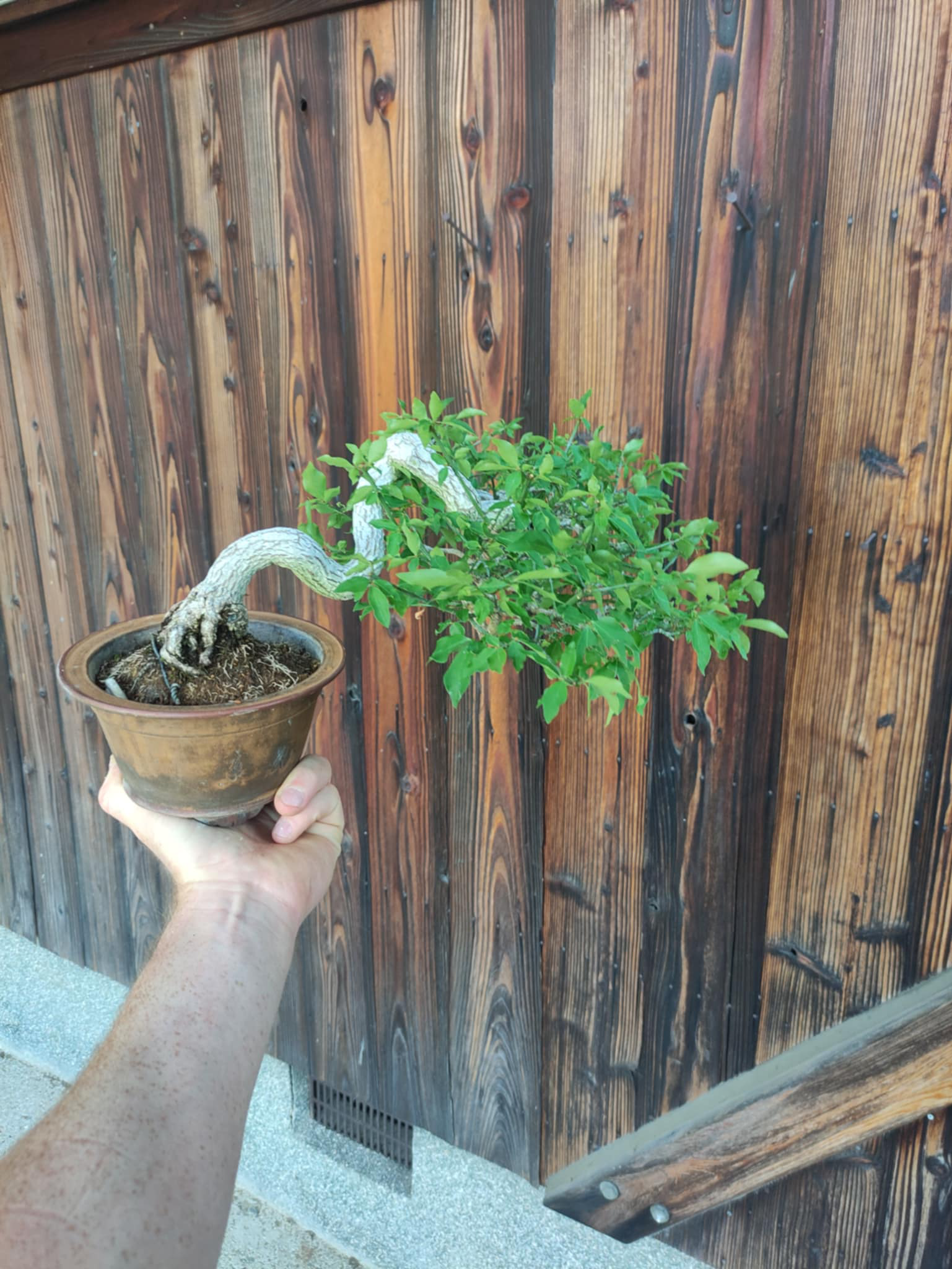Euonymus