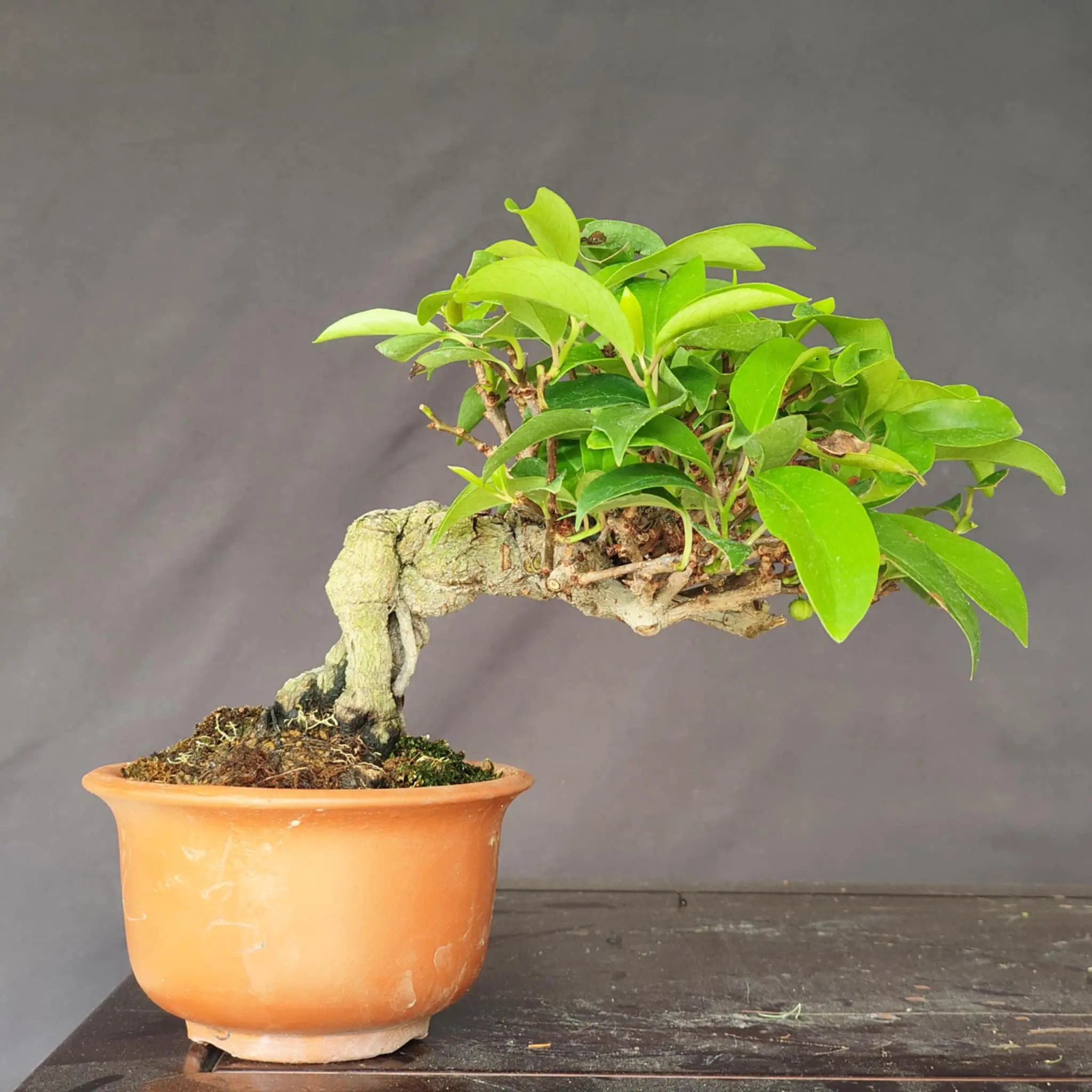 Kadsura Canada Bonsai