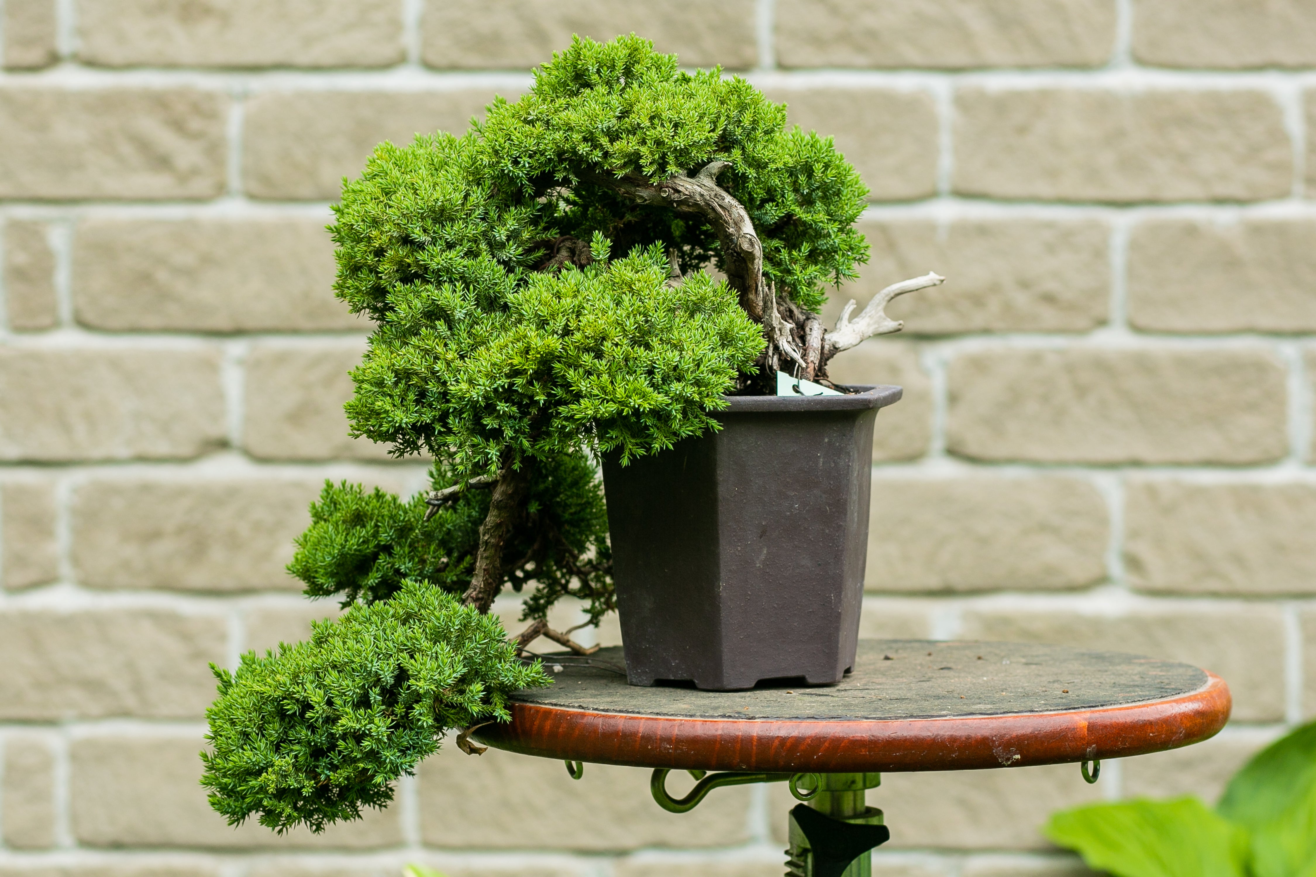 Juniperus procumbens