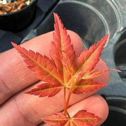 ACER palmatum