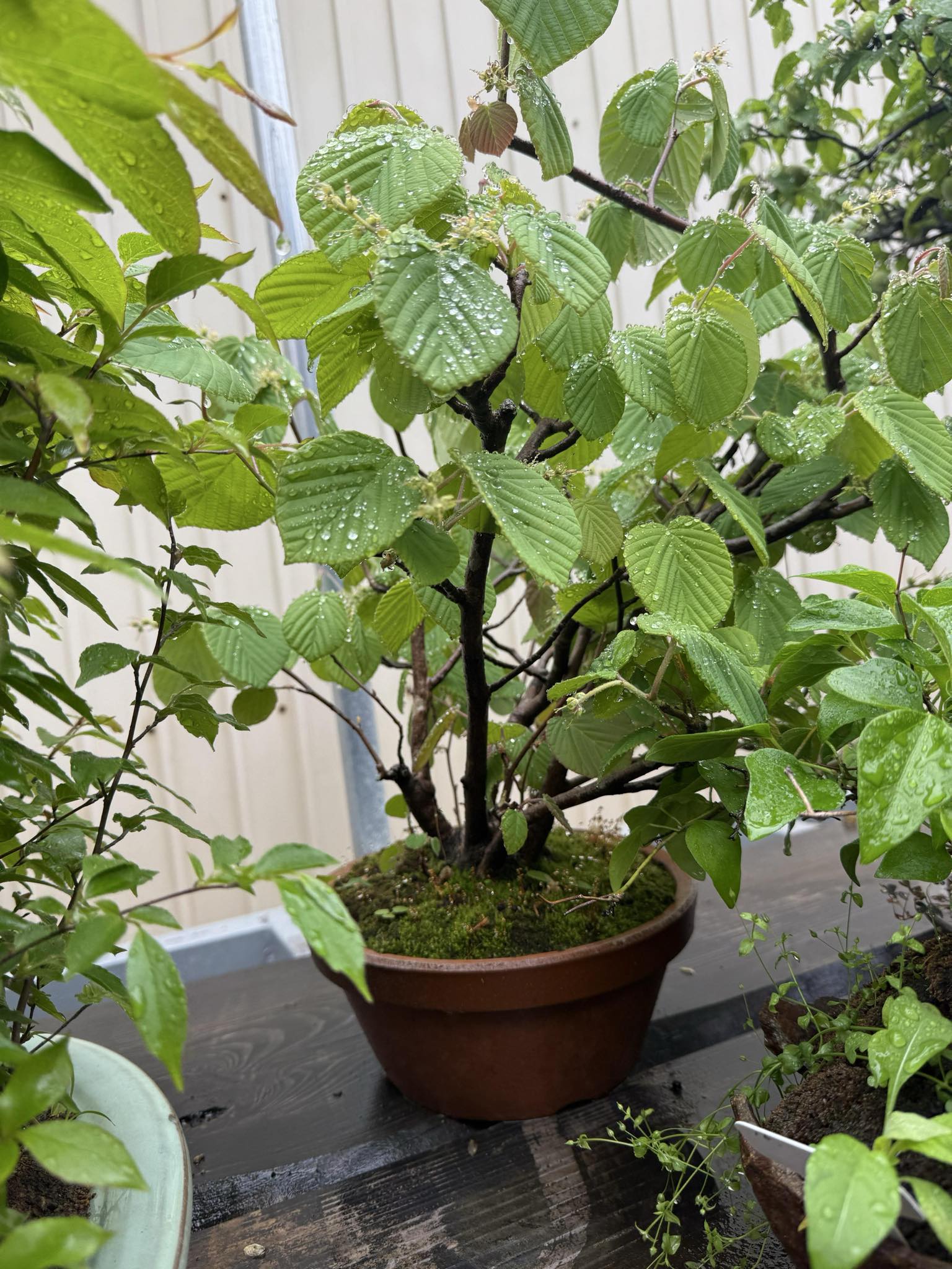 Corylopsis spicata