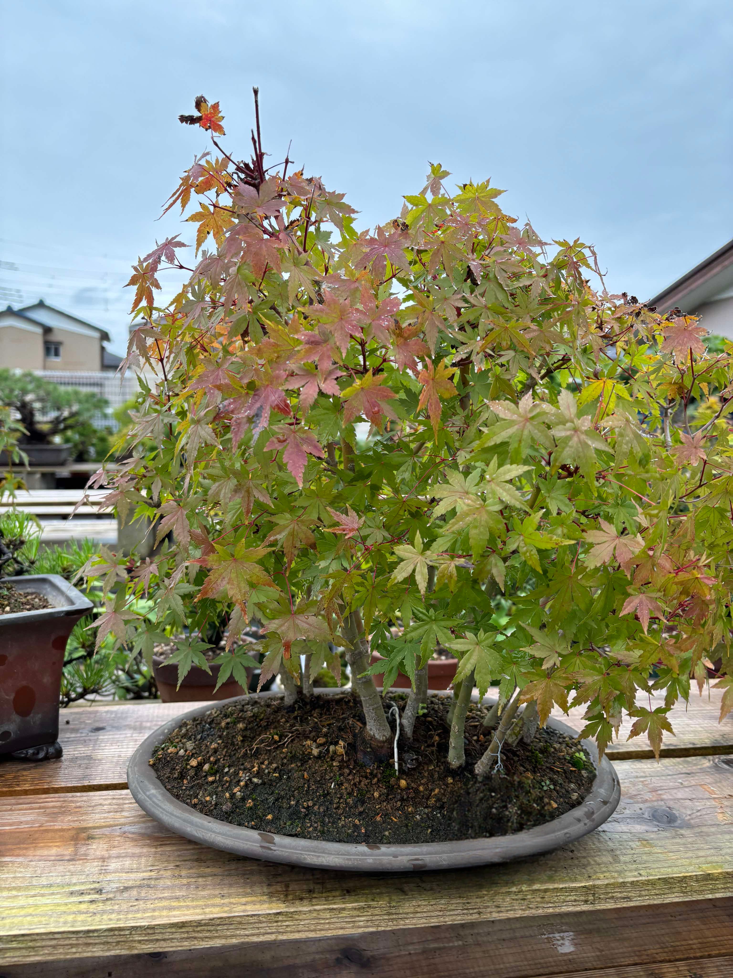 Acer palmatum