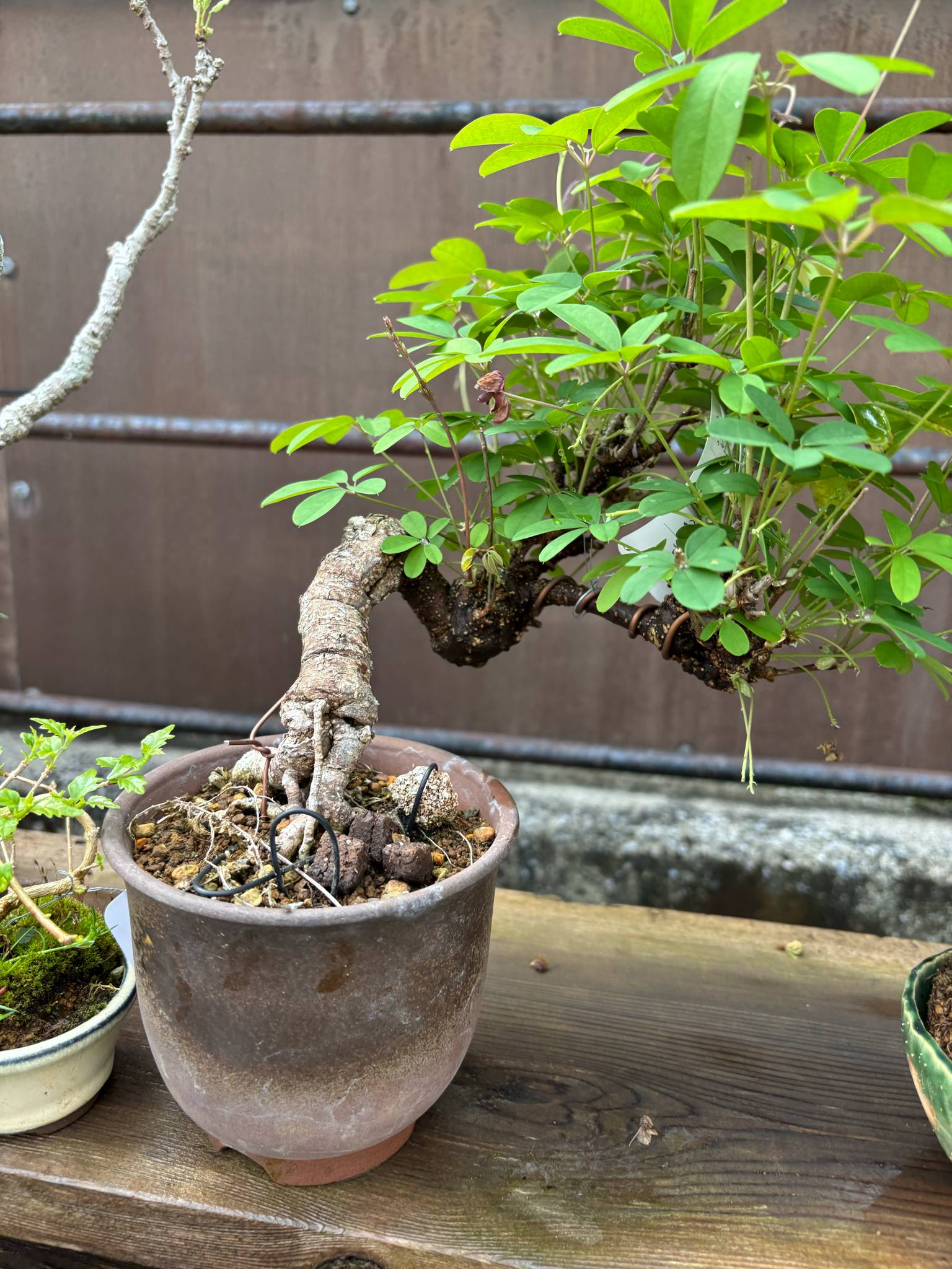 Akebia quinata