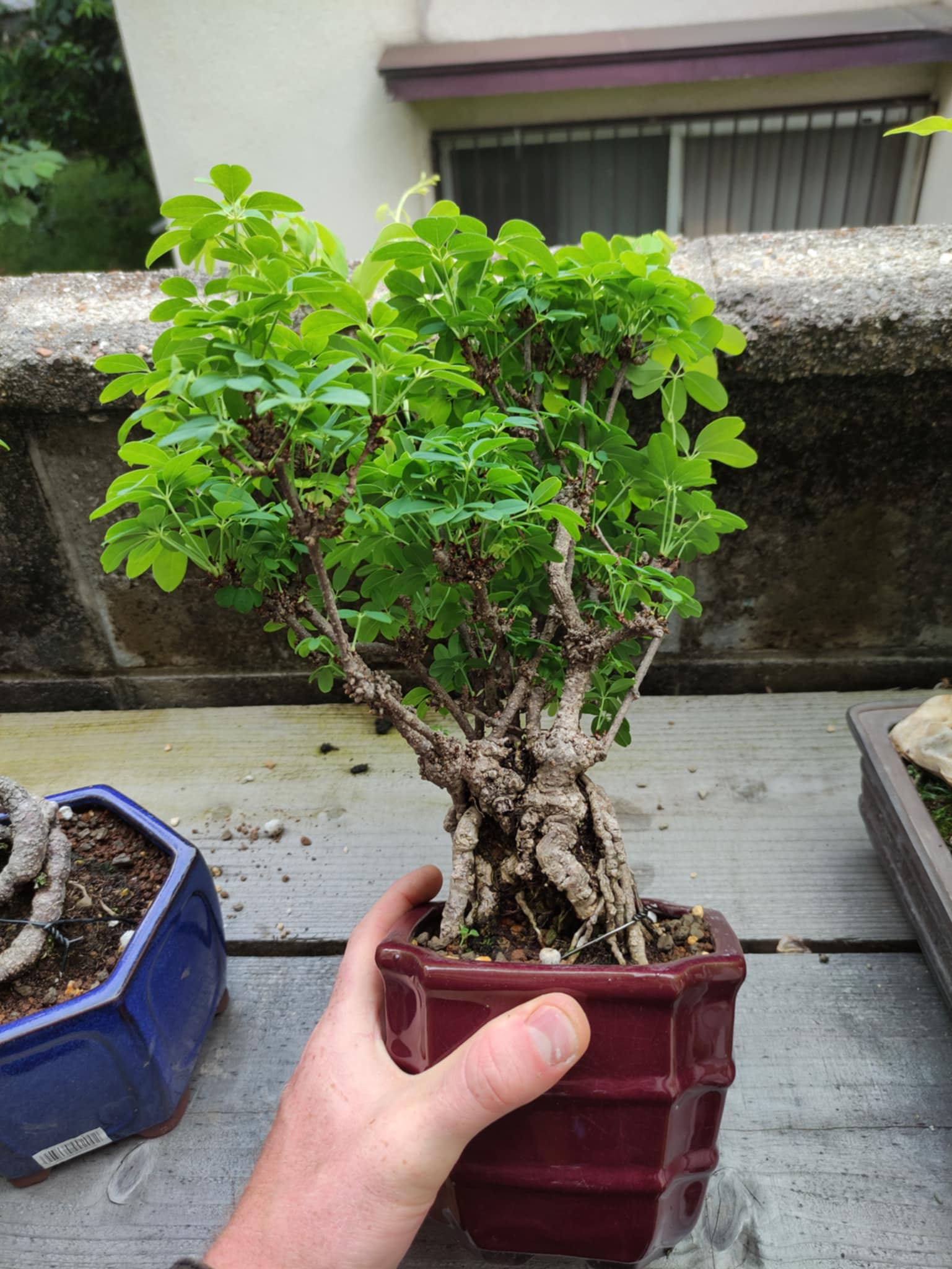 Akebia