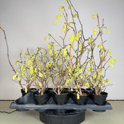 CORYLOPSIS spicata