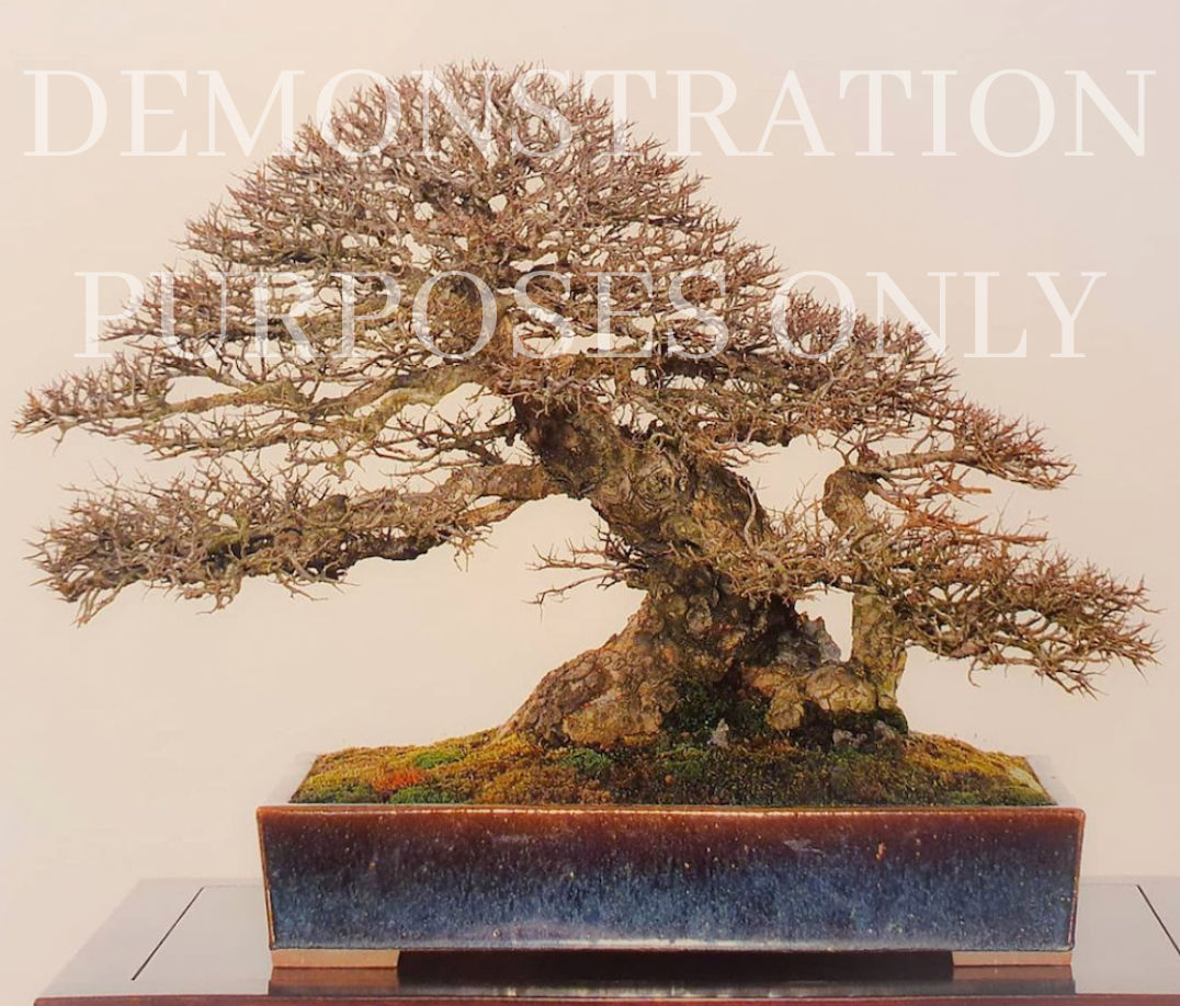 CHINESE ELM