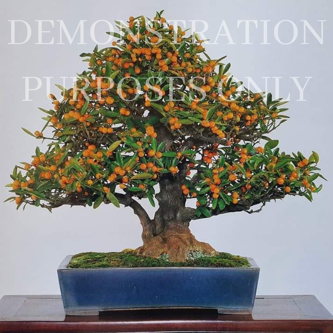 HONG KONG KUMQUAT