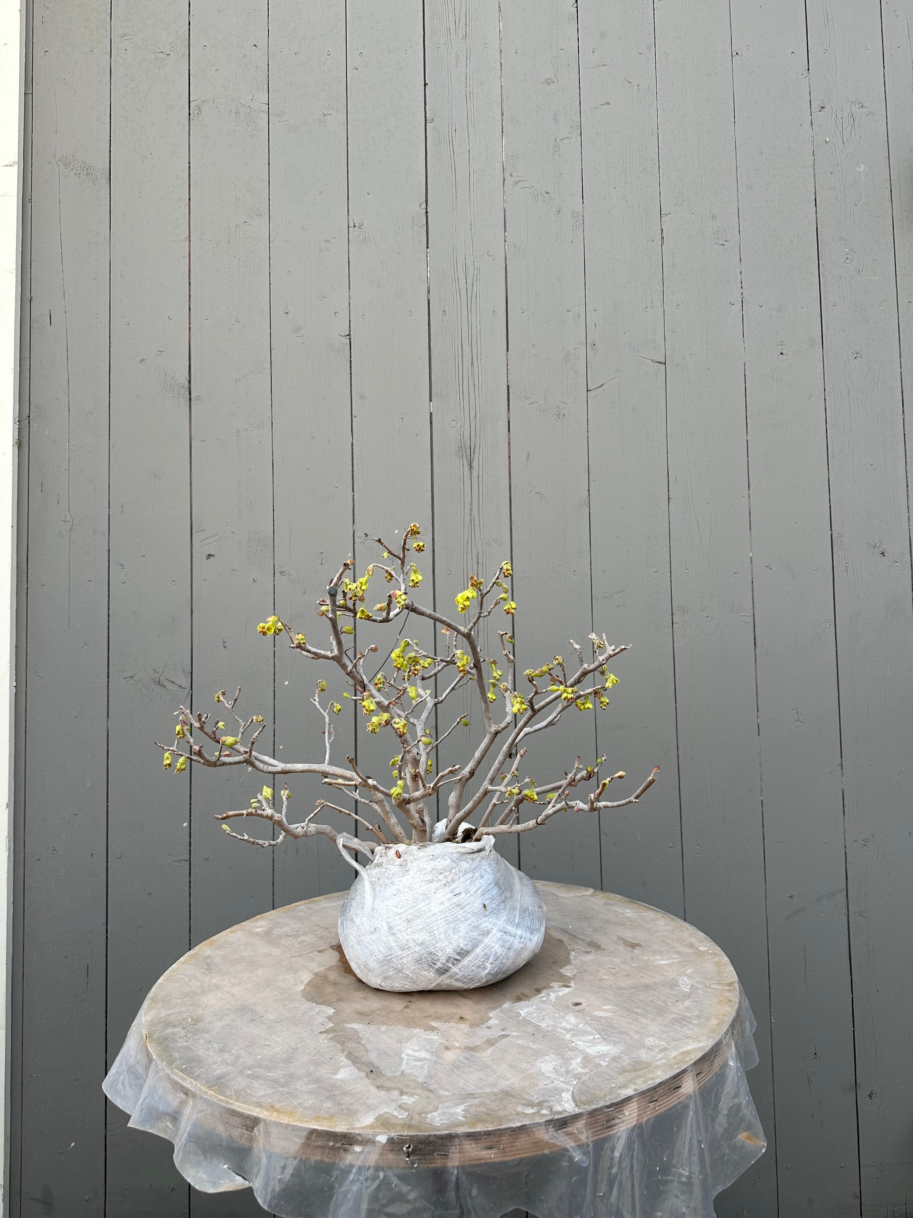 Corylopsis spicata