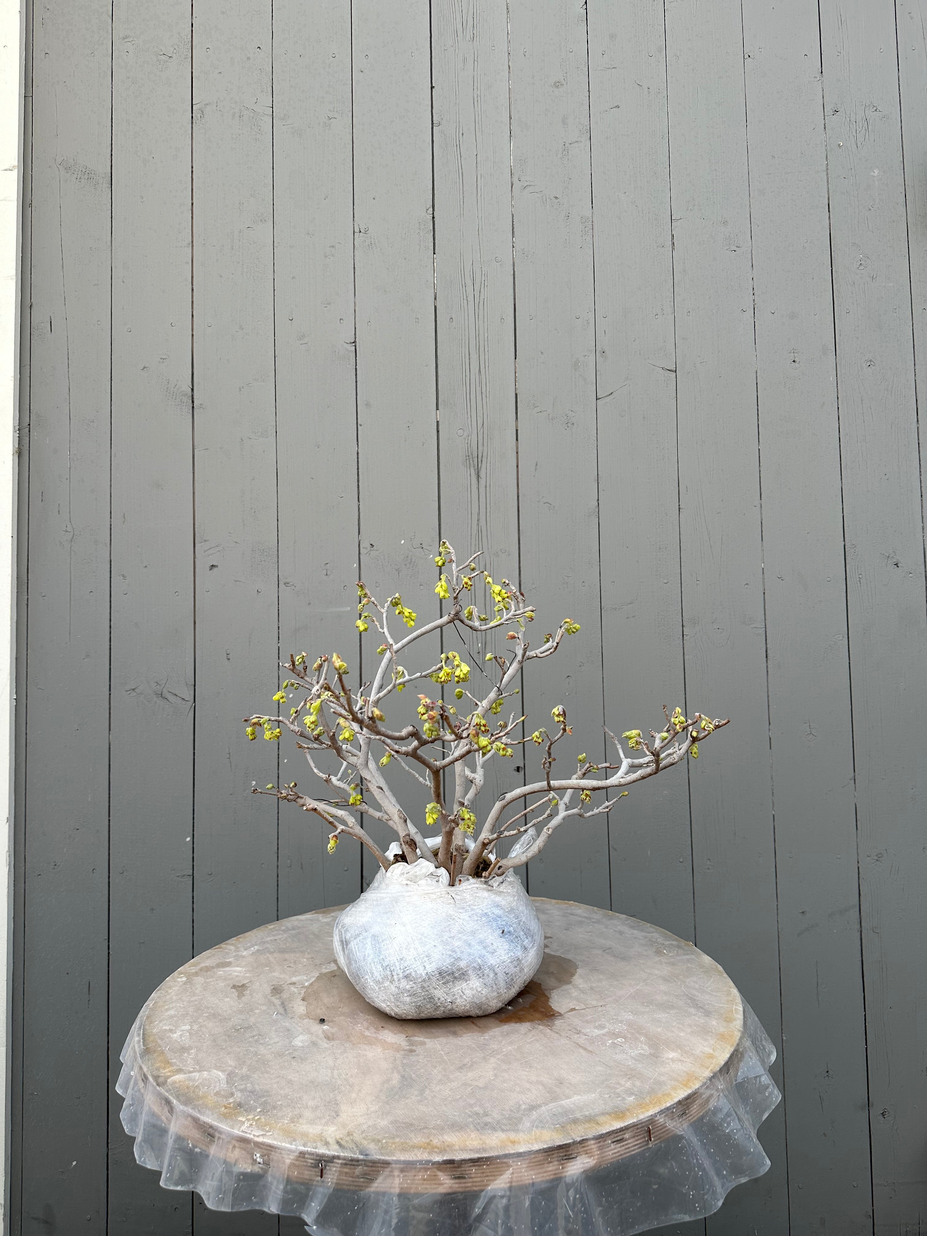 Corylopsis spicata