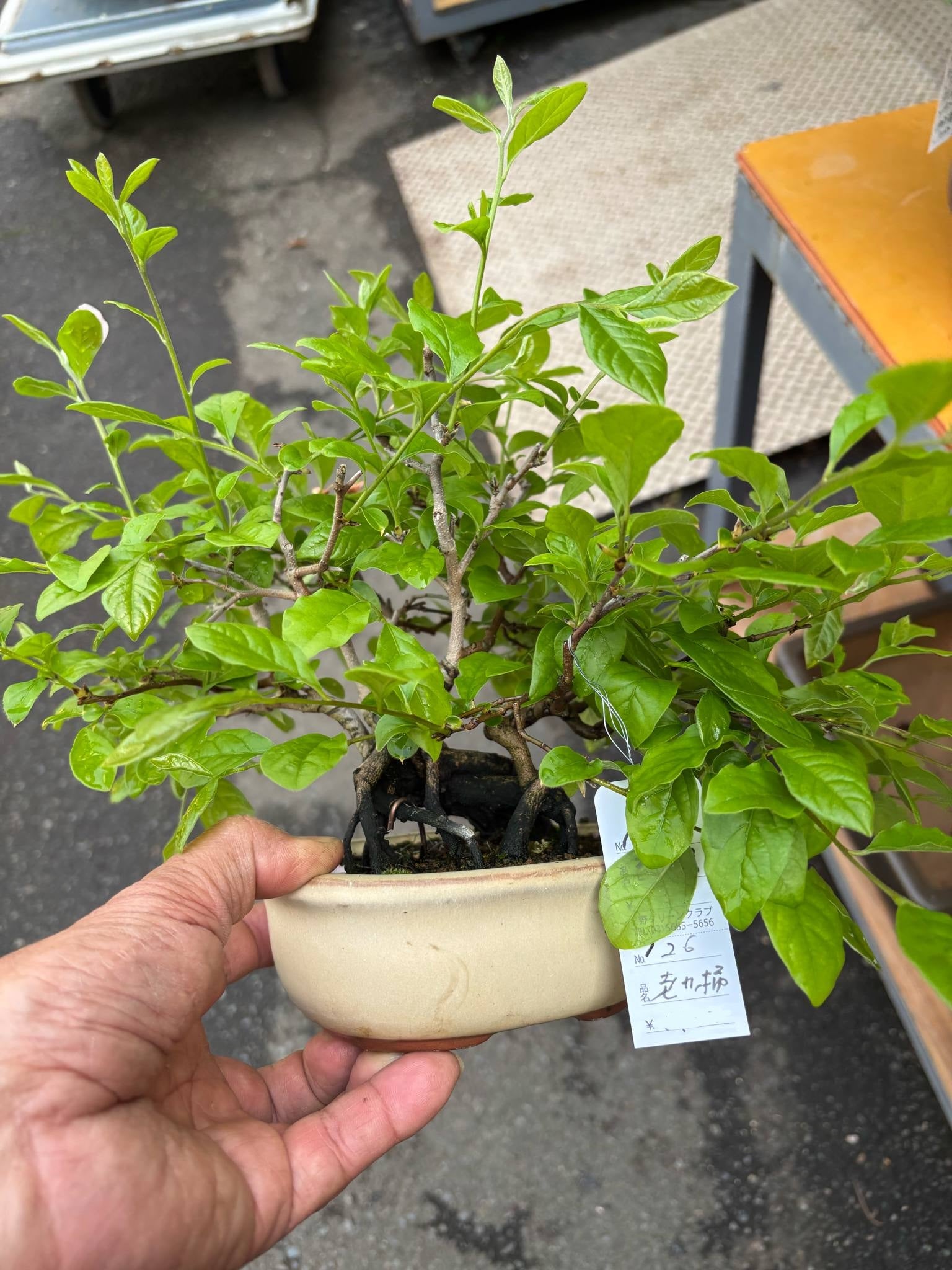 Diospyros rhombifolia