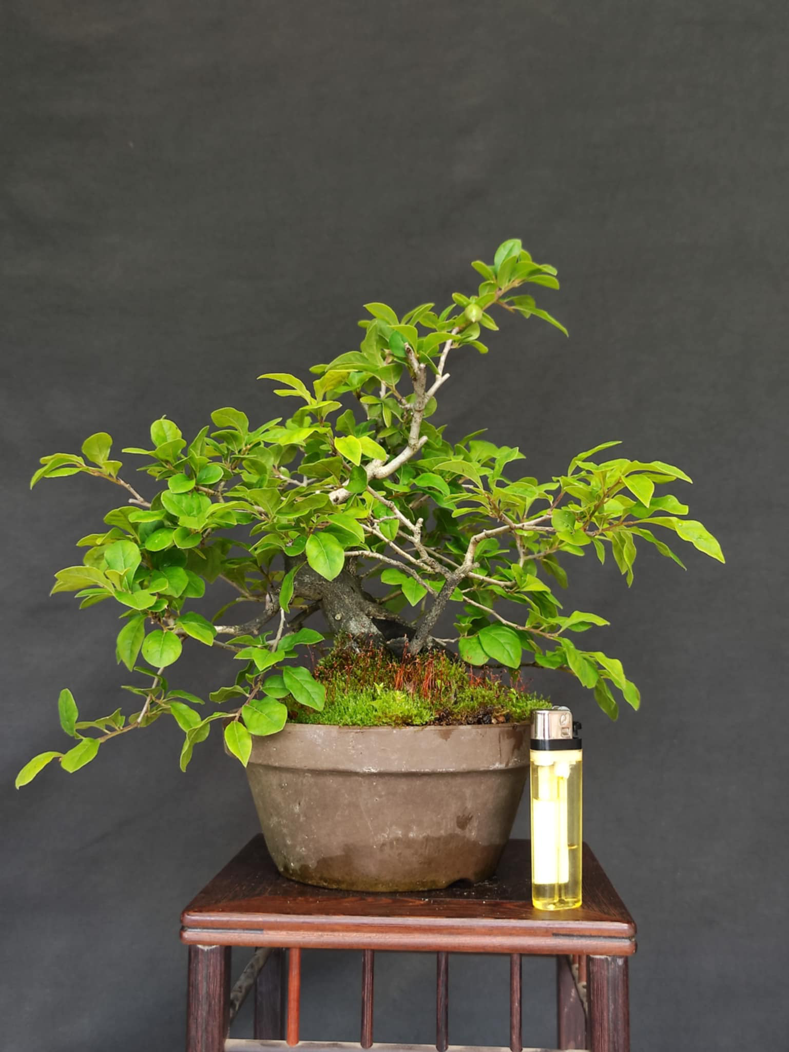 Diospyros rhombifolia
