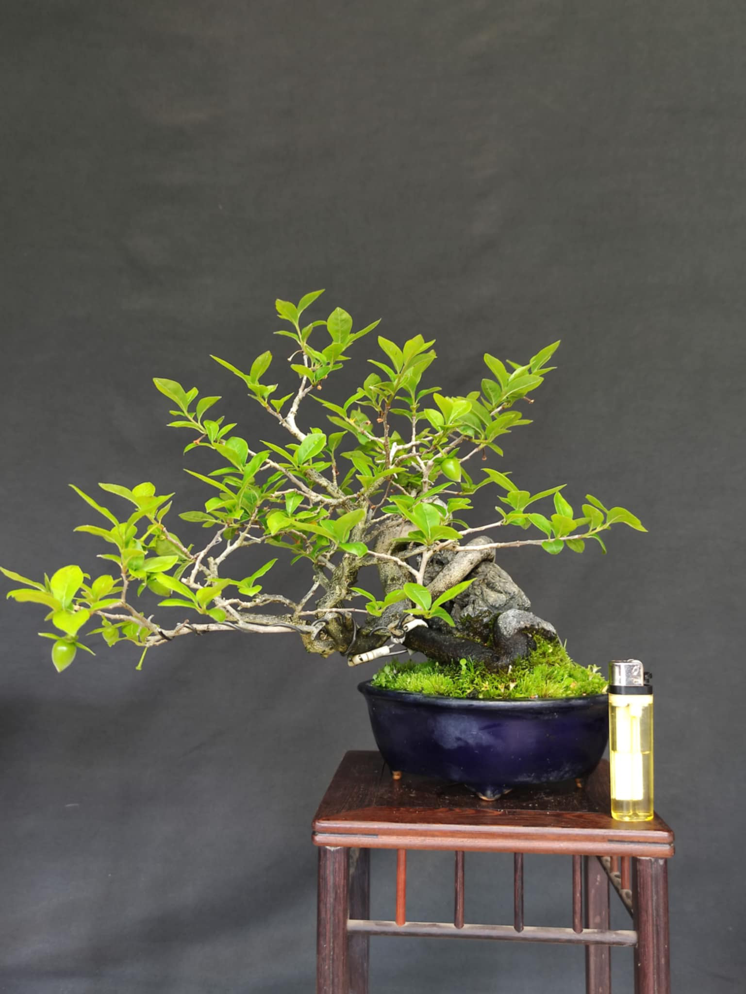 Diospyros rhombifolia