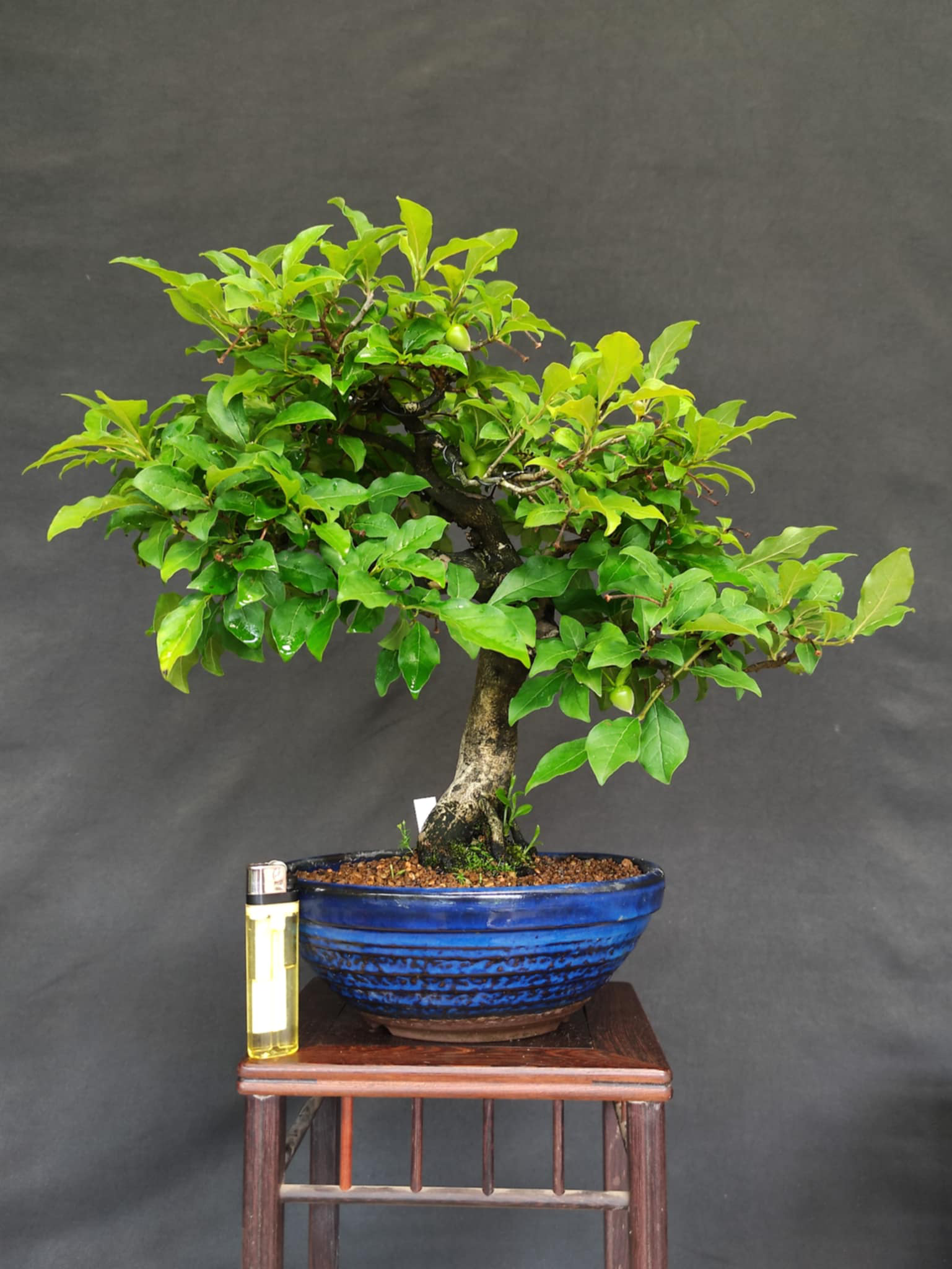 Diospyros rhombifolia