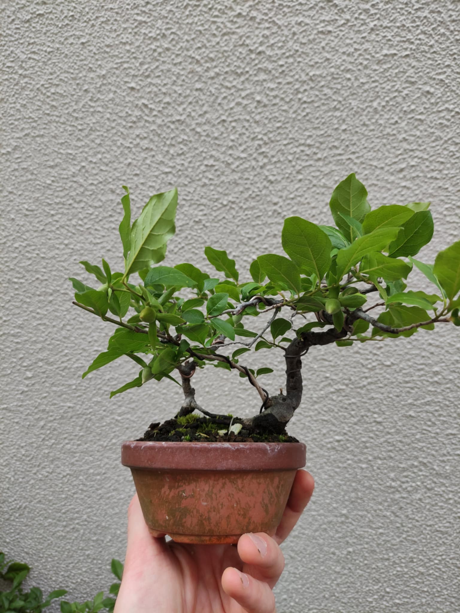 Diospyros rhombifolia